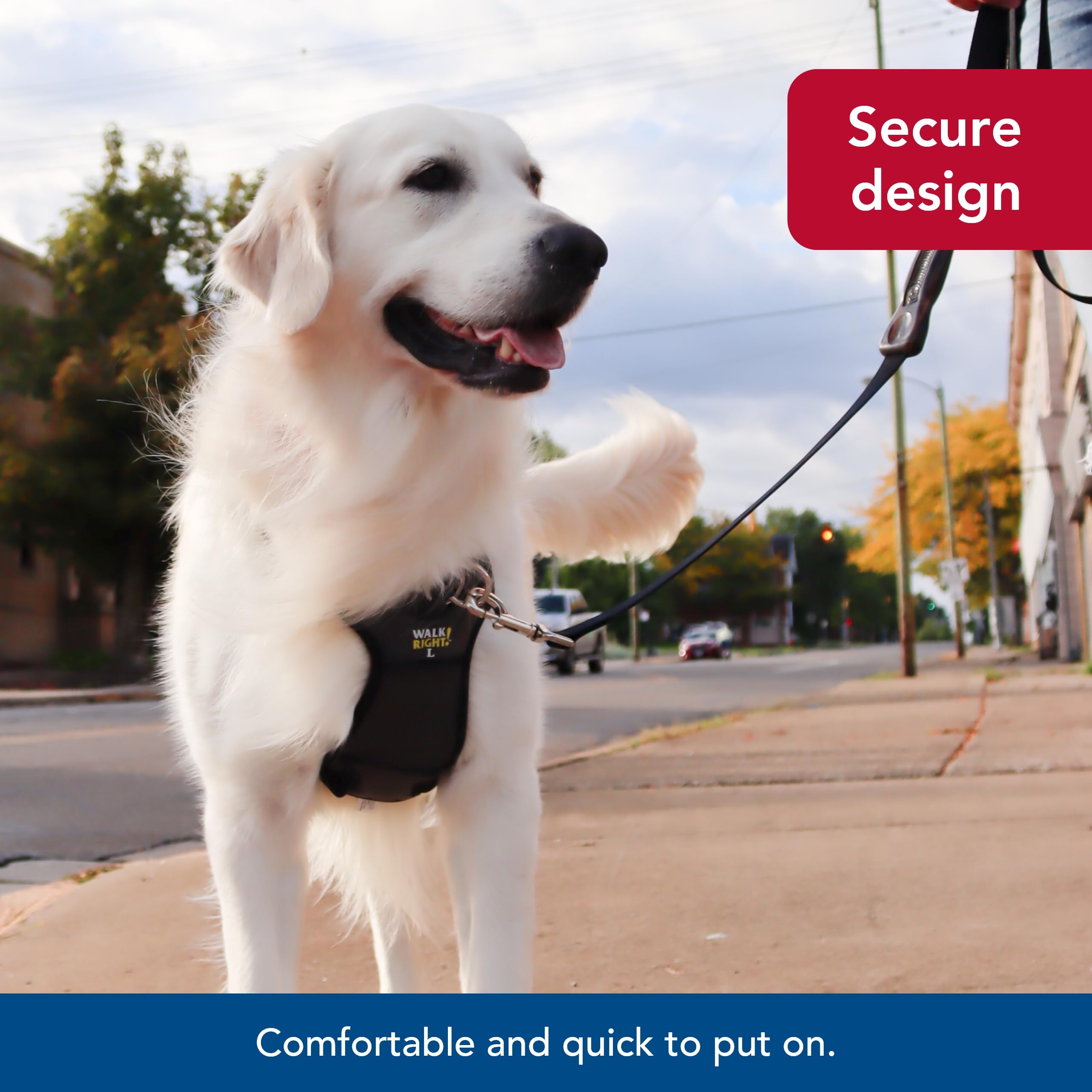 Coastal Pet Walk Right Front-Connect No-Pull Padded Dog Harness - Adjustable & Comfortable Dog Harness - Small & Large Breed Fit - Quality Pet Supplies - Black, Sml (16'-24')