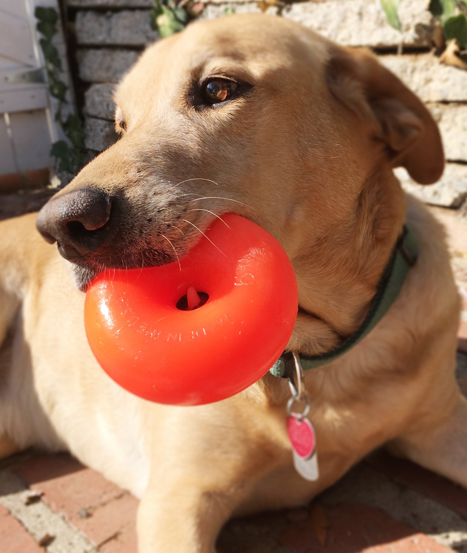 Ruff Dawg DAWGNUTXL Extra Large Dawgnut dog toy, (Color may vary)