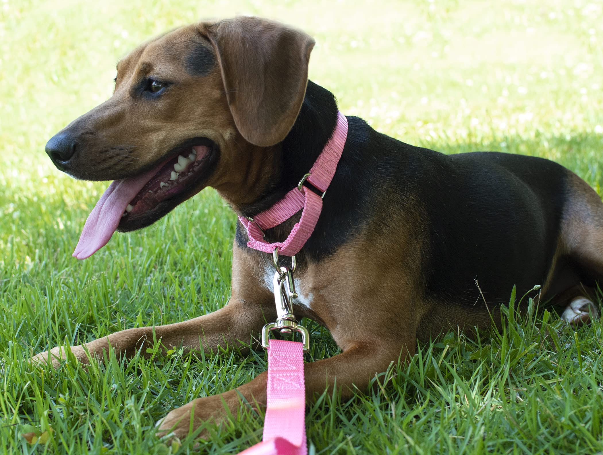 Country Brook Petz - Pink Martingale Heavy Duty Nylon Dog Collar - 21 Vibrant Color Options (3/8 Inch Width, Micro)