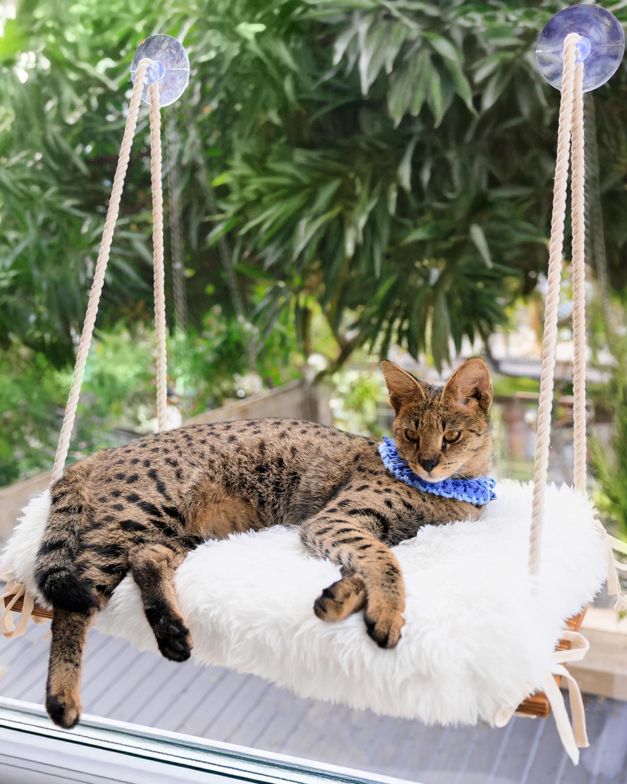 Cat Window Perch For Large Cats - Hammock Bed For Heavy Indoor Cats - Solid Wood Seat, 5 Strong Suction Cups, Soft Cushion - Rus