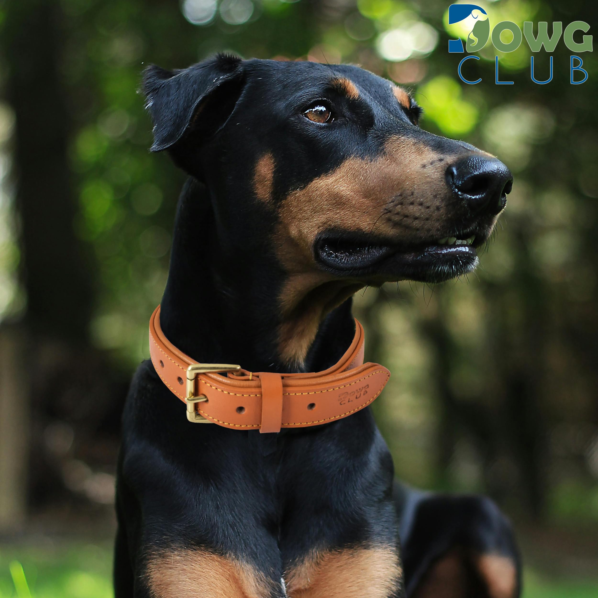 Dowgclub | Genuine Leather Dog Collar | Full Grain, Heavy Duty | Comfortable, Padded, Strong | Best For Pups, Small, Medium, Lar