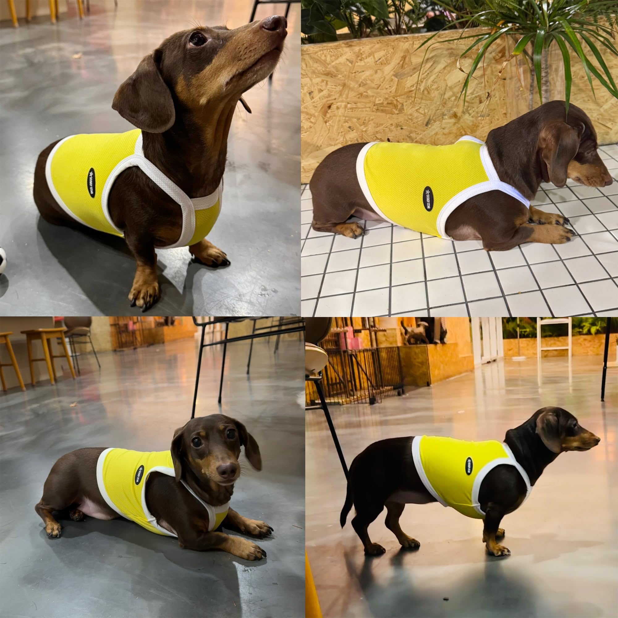 D Doggy Star Dachshund Clothes Spring Summer Cooling String T Shirt Crop Top For Dogs (M,Camisole Yellow)