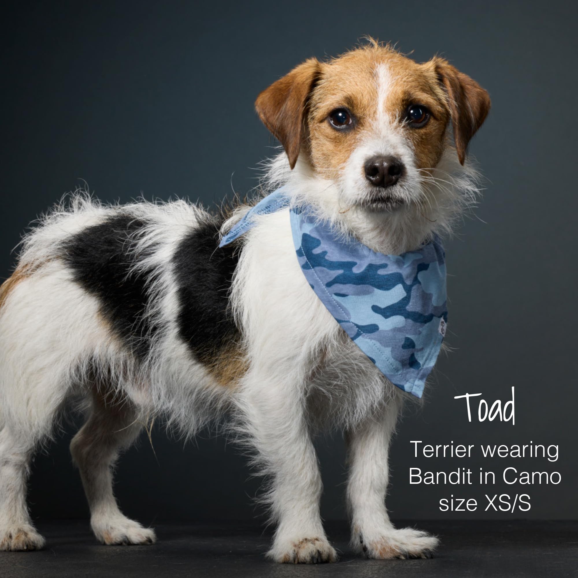 Pet Passion Multipack 100% Organic Cotton Pet Bandanas For Small, Medium And Large Dogs, Candy Corn, Medium/Large