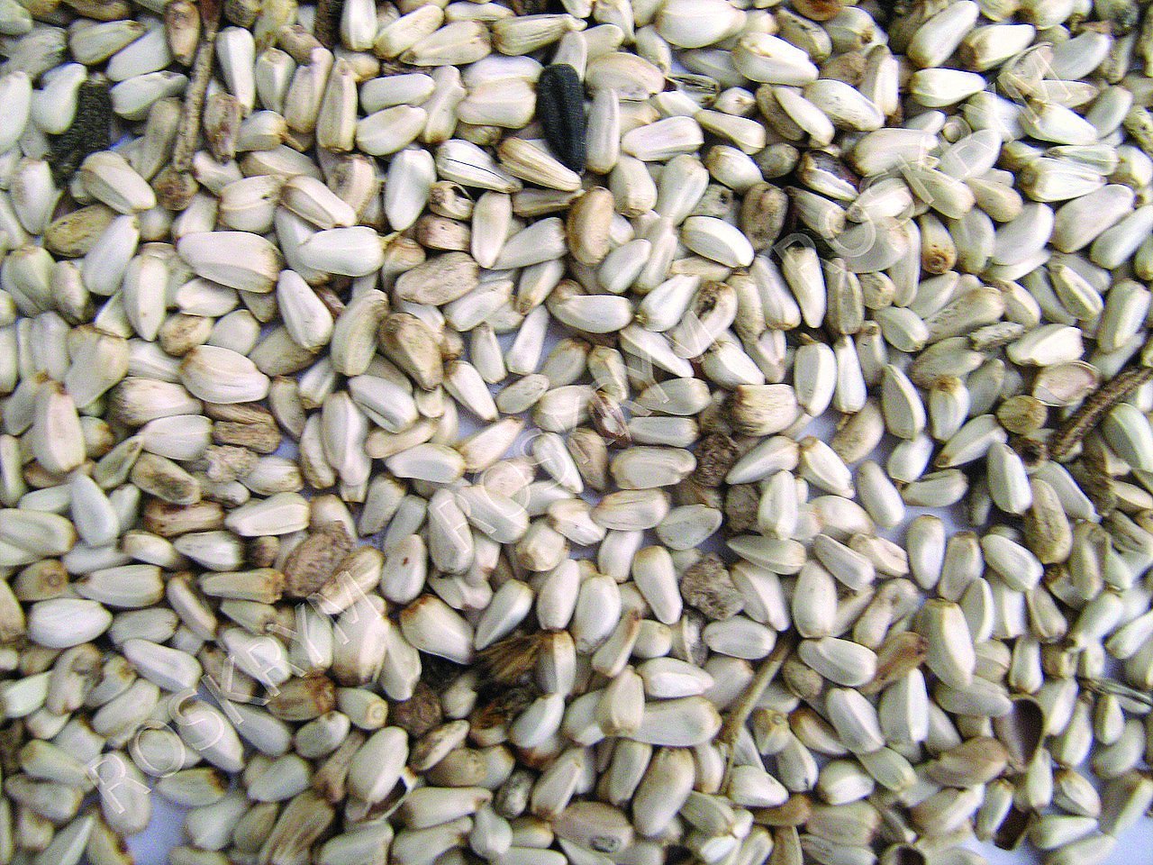 Shafer Seed Company 281640 25 Pound Safflower Seed