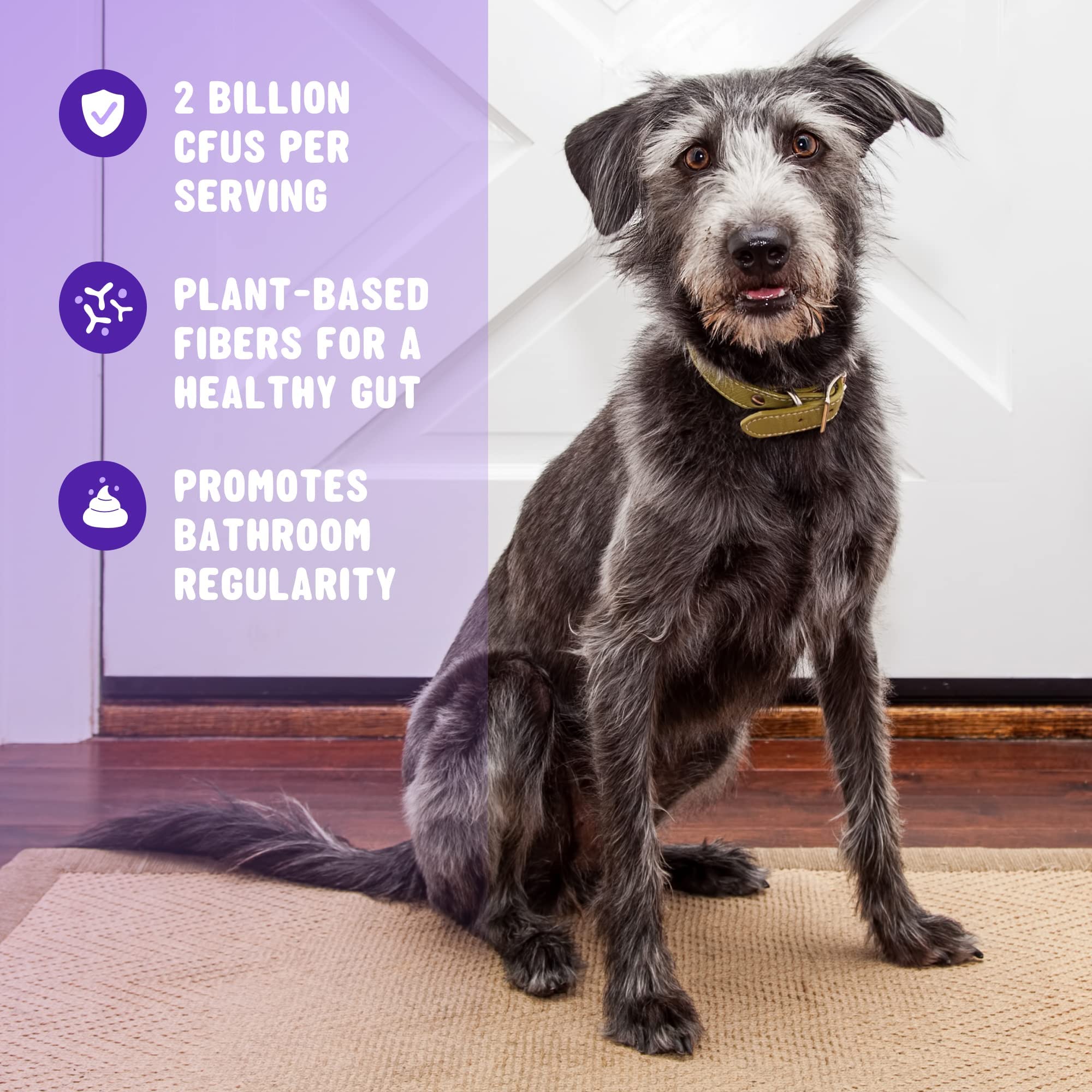 Active Chews | Pet Probiotics for Dogs | Dog Probiotics and Digestive Enzymes for Dogs Diarrhea, Gut Health for Dogs | Probiotic