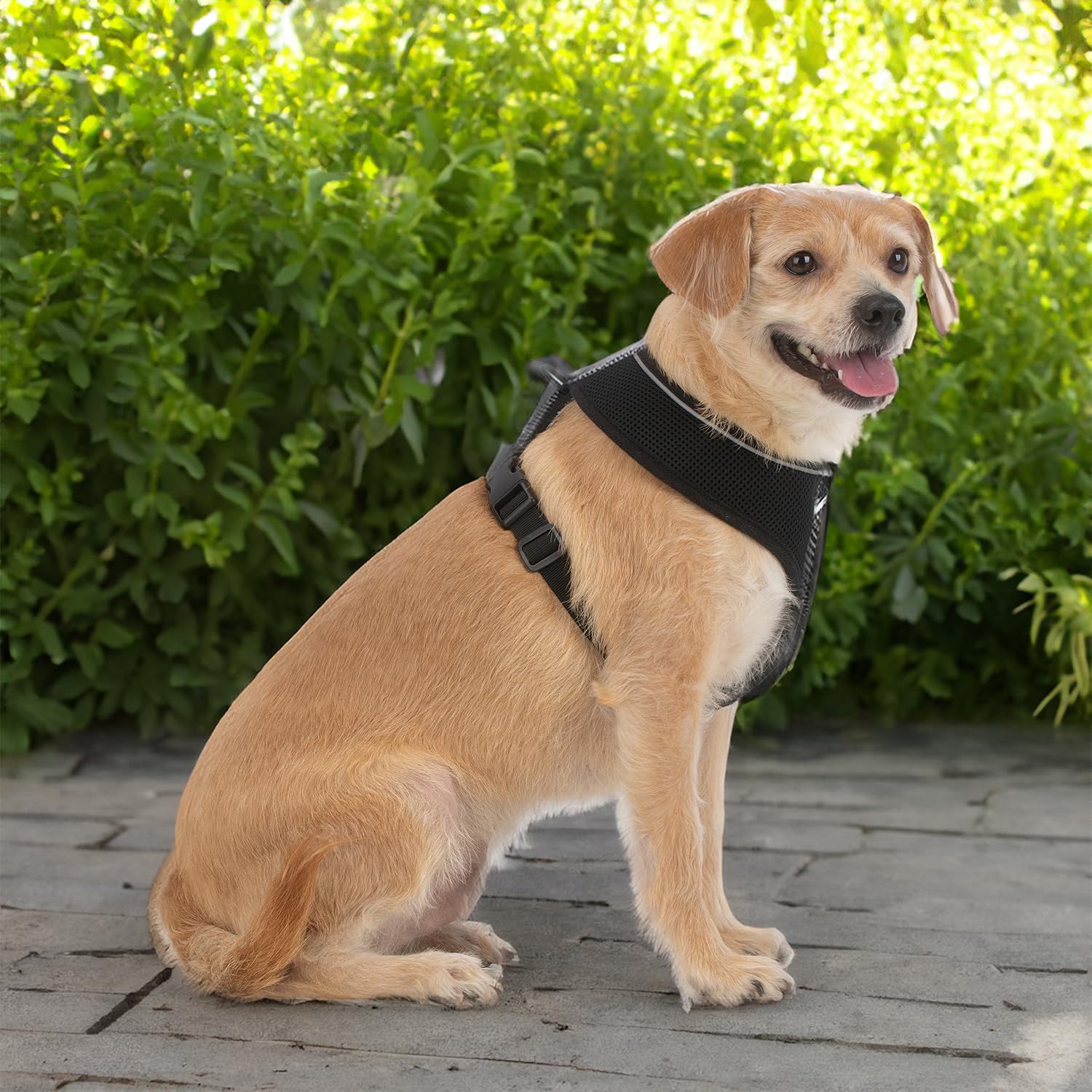 Best Pet Supplies Voyager Aerolite No Pull Mesh Dog Harness, Reflective, Breathable Harness, Adjustable For Walking, Training, Running, Heavy Duty And Durable, 220 Style (Black), M (Chest: 17-21').