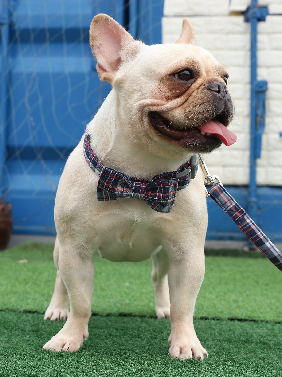 Lionet Paws Fall Dog Collar With Bowtie, Orange Dog Collar With Plastic Buckle For Small Dog Halloween Thanksgiving Day Gift, S, 10-16 In