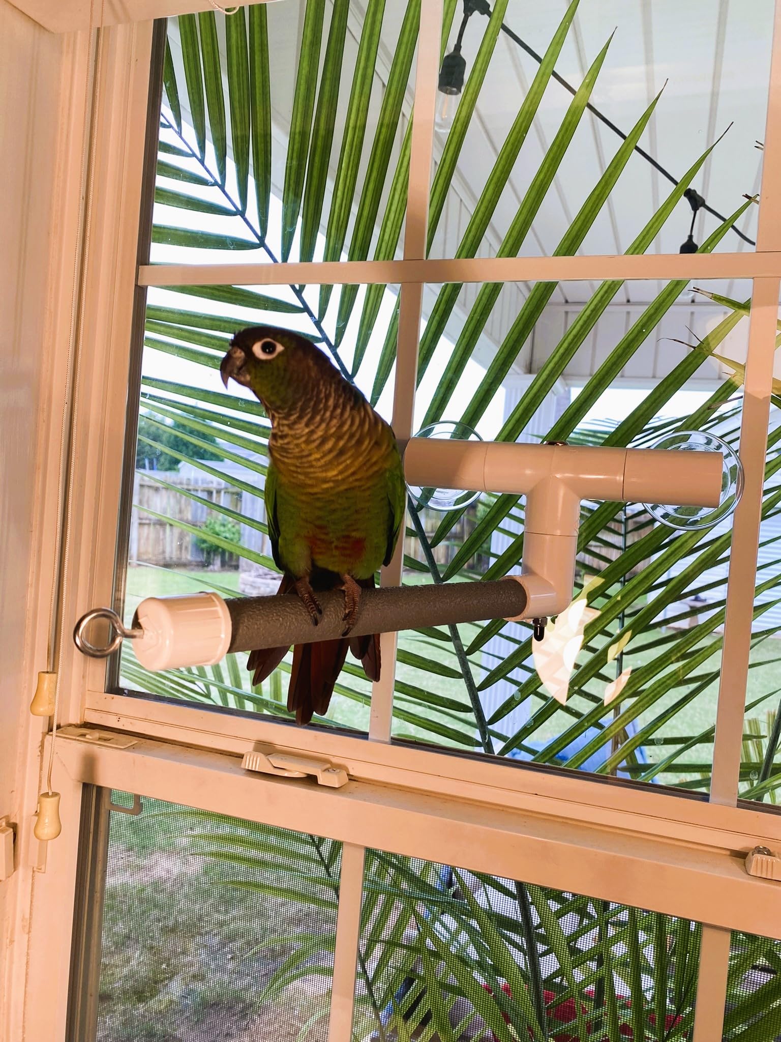 Polly'S Deluxe Window And Shower Bird Perch, Small