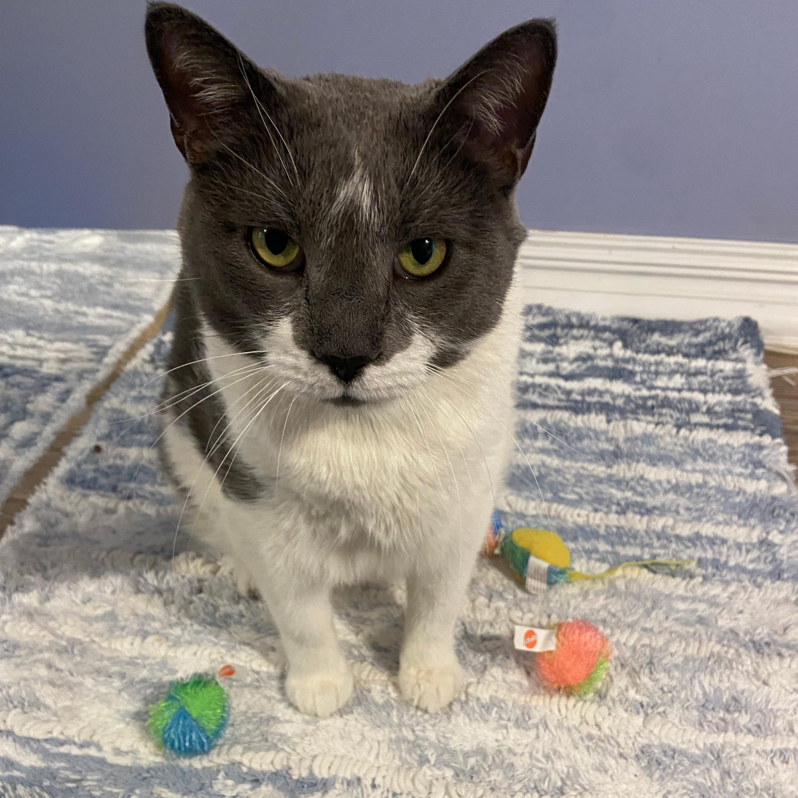 SPOT Stringy Mice & Balls - Catnip Cat Toys, Interactive, Colorful Plush Toys, Fun for Cats and Kittens to Bat and Chase, Boredo