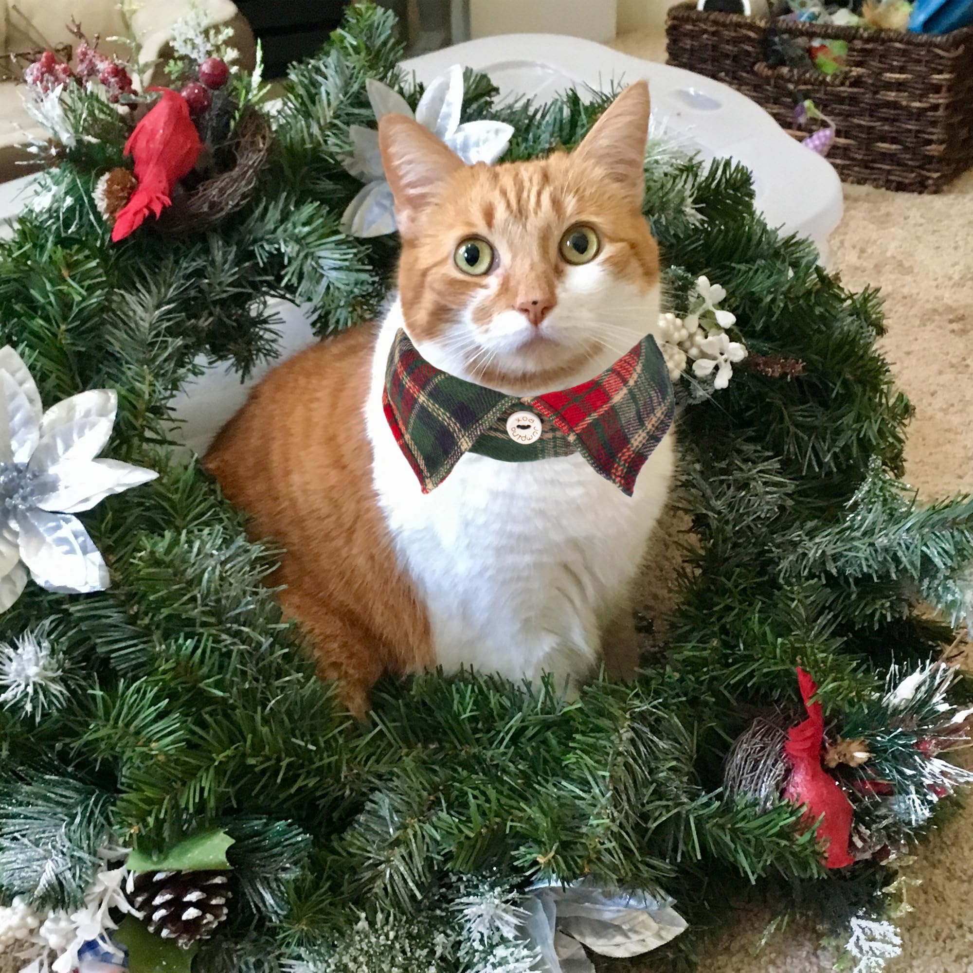 Adoggygo Christmas Cat Collars Breakaway With Bow Bell, 2 Pack Stylish Red Green Plaid Xmas Kitten Collar With Removable Shirt C