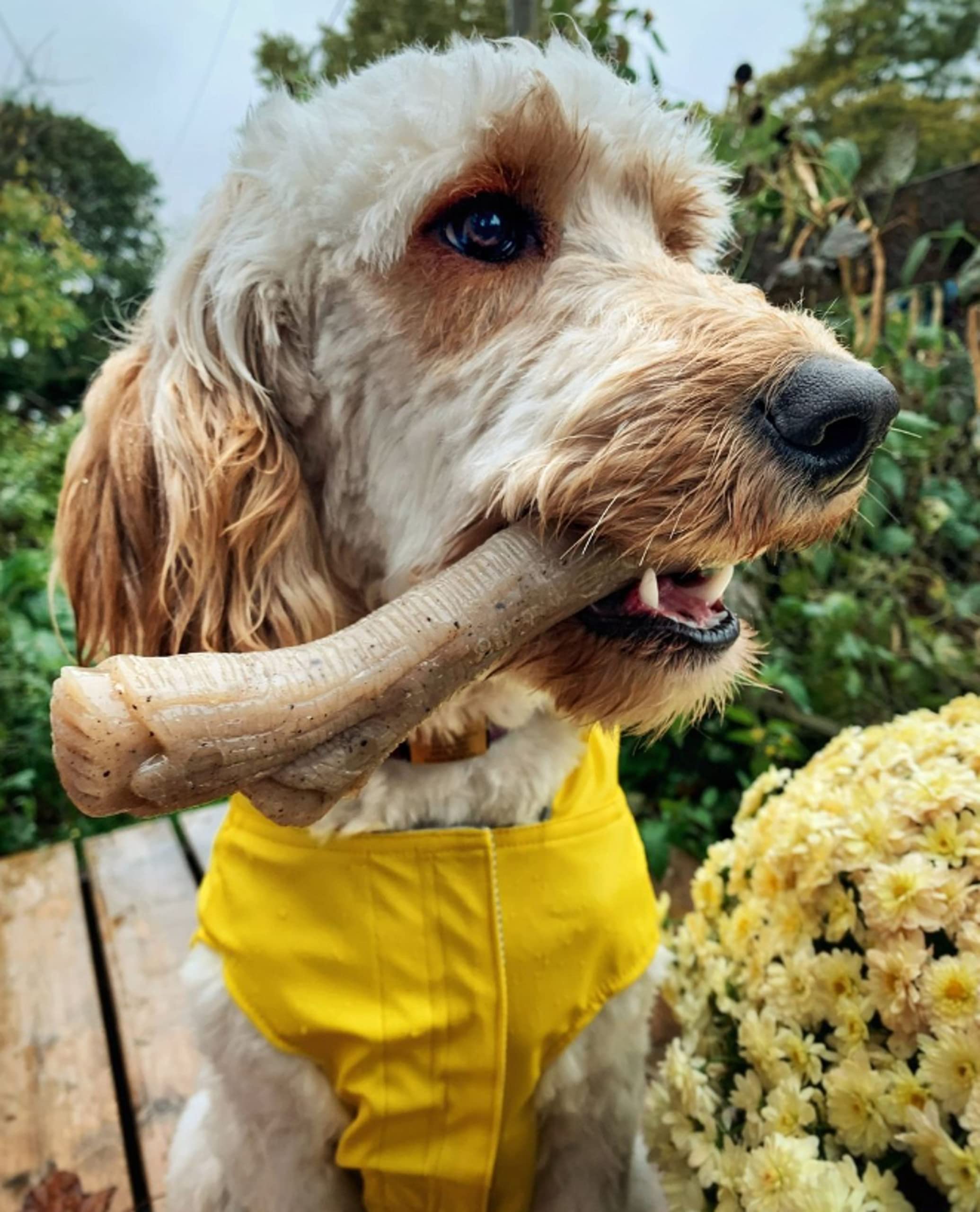 Nylabone Gourmet Style Stick Strong Chew Toy For Dogs, Peanut Butter Flavor, Medium - Up To 35 Lbs, 1 Count