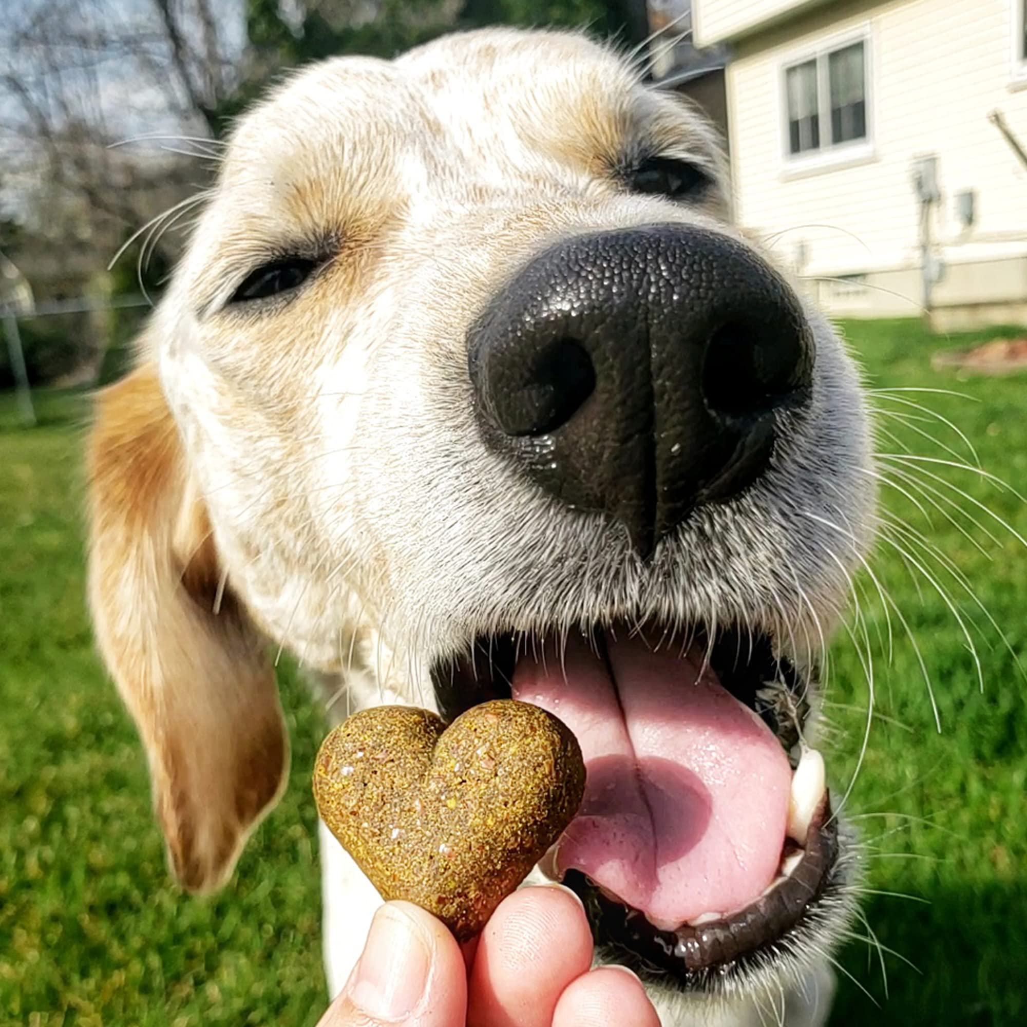 Shameless Pets Soft-Baked Dog Treats, Pumpkin Nut Partay - Natural & Healthy Dog Chews for Digestive Support with Fiber - Made i