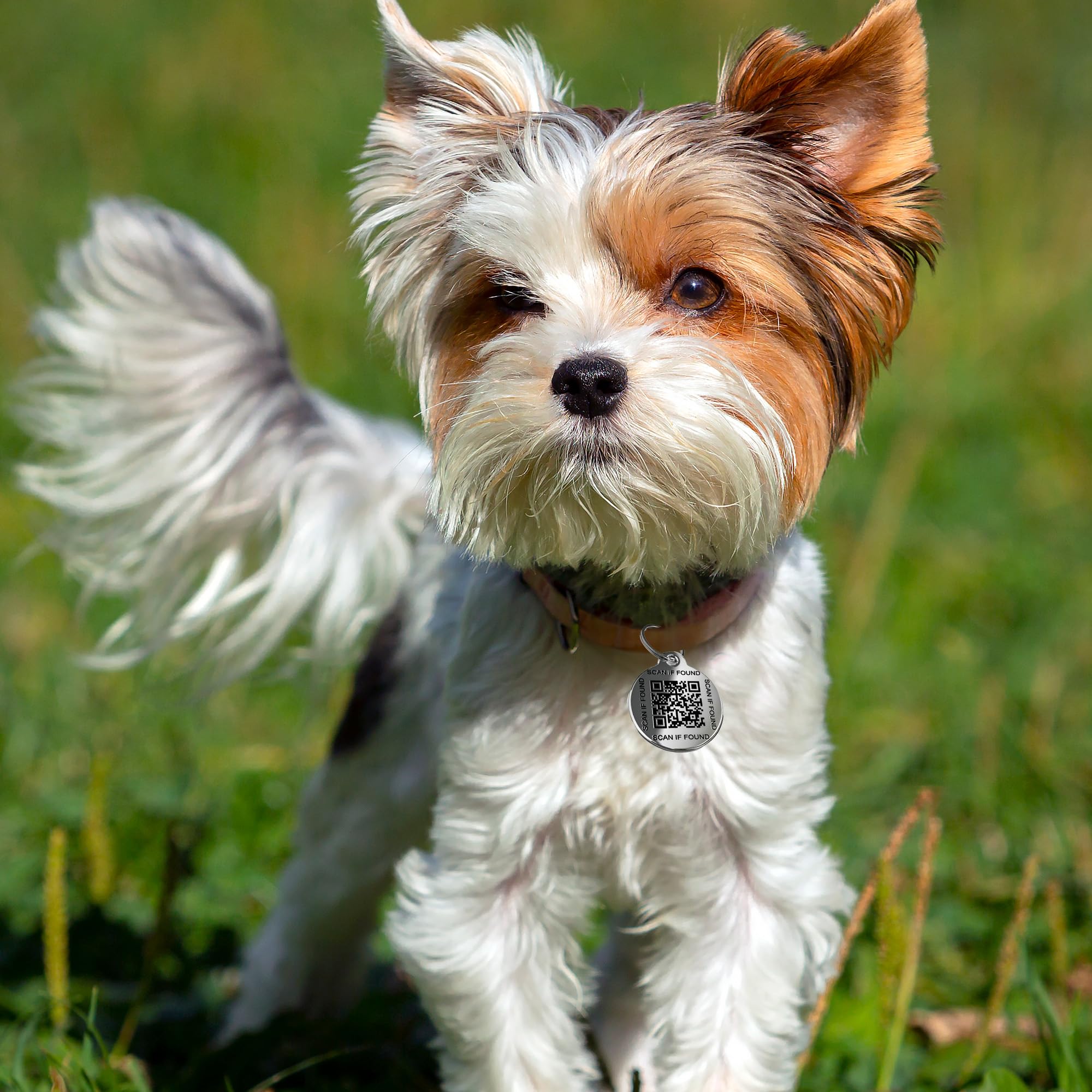 Betterpaw Qr Code Dog Tag - Customizable Online Pet Profile, No App Required, Scan Alerts With Location, One-Time Purchase, Life