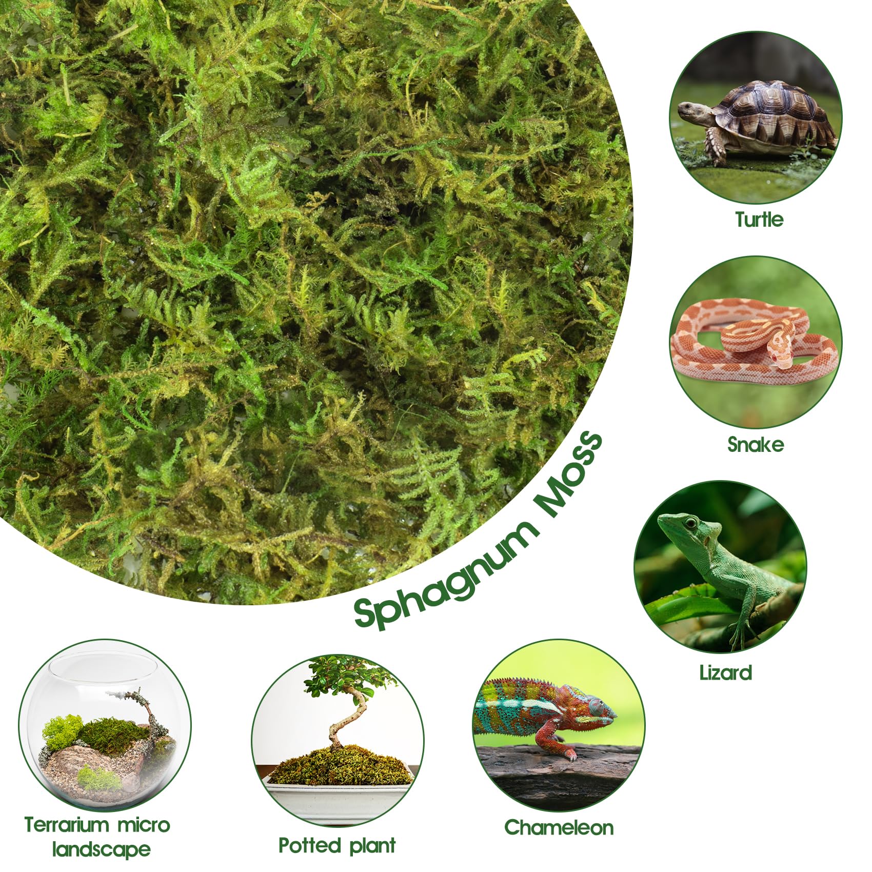 Pakimi 14Oz Sphagnum Moss For Reptiles, Terrarium Natural Green Dried Peat Habitat Bedding Plants For Snakes Gecko Forest Frogs