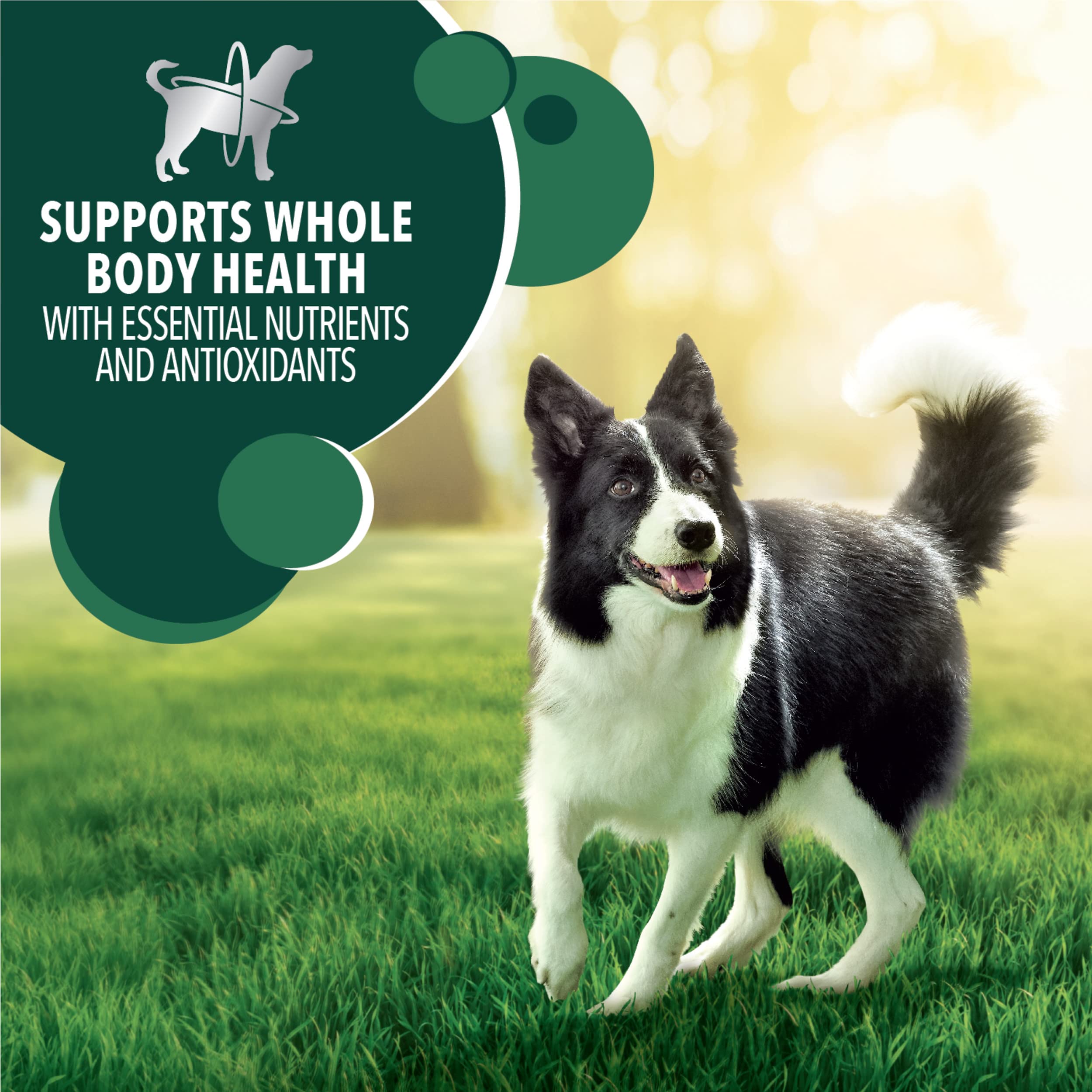 IAMS Advanced Health Healthy Digestion Adult Dry Dog Food with Real Chicken, 6 lb. Bag