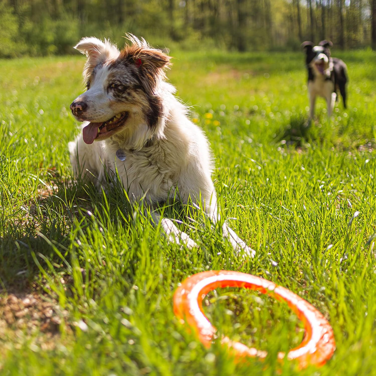 Jersey Dog Co Disc Go Dog Flying Disc, Outdoor Dog Toys, Outside Puppy Toys, Made In The Usa Dog Toys,