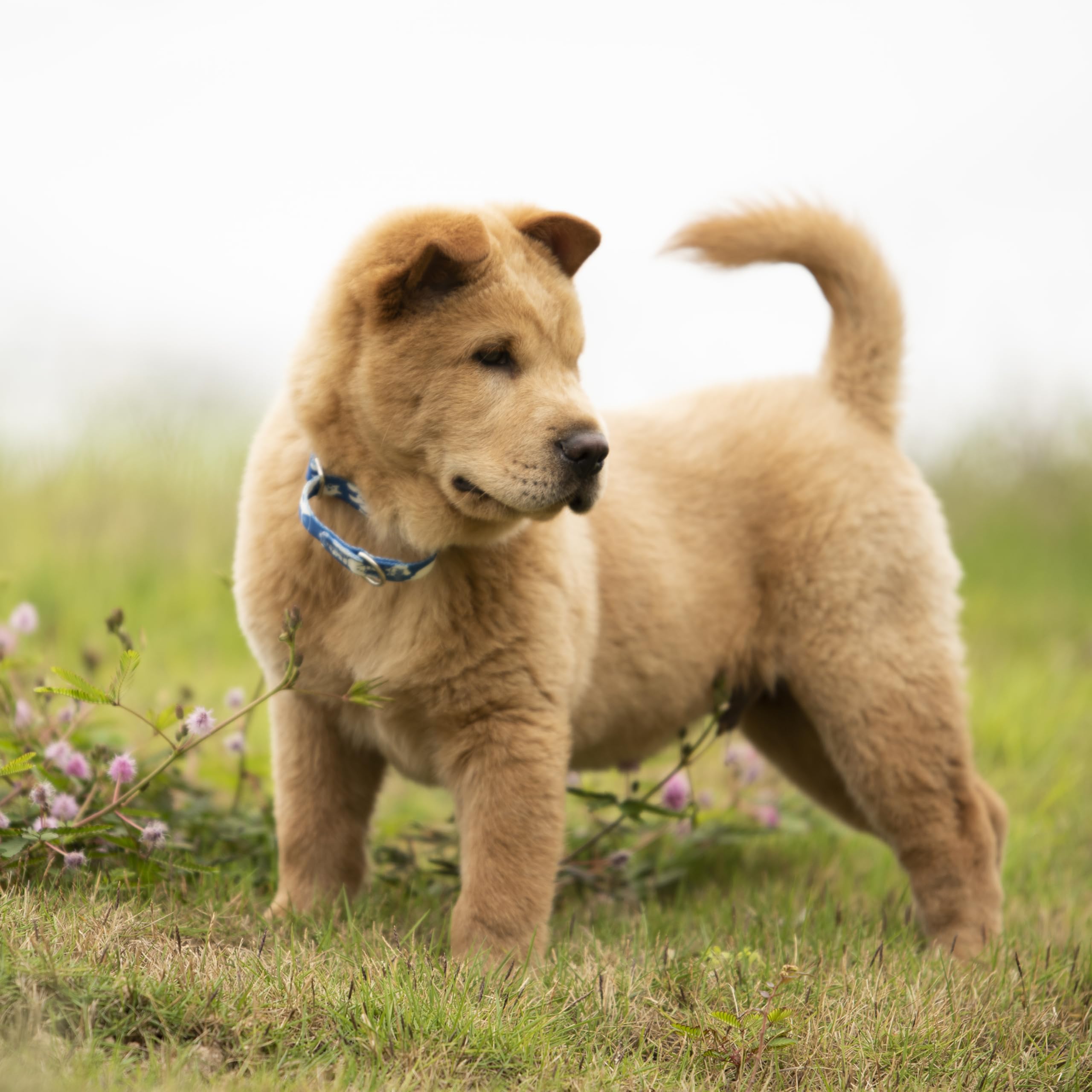 Hyhug Design Pattern Martingale Dog Collar For Medium Dogs Escape Proof| No Pull Durable For Outdoor Use, Ideal For Training & D