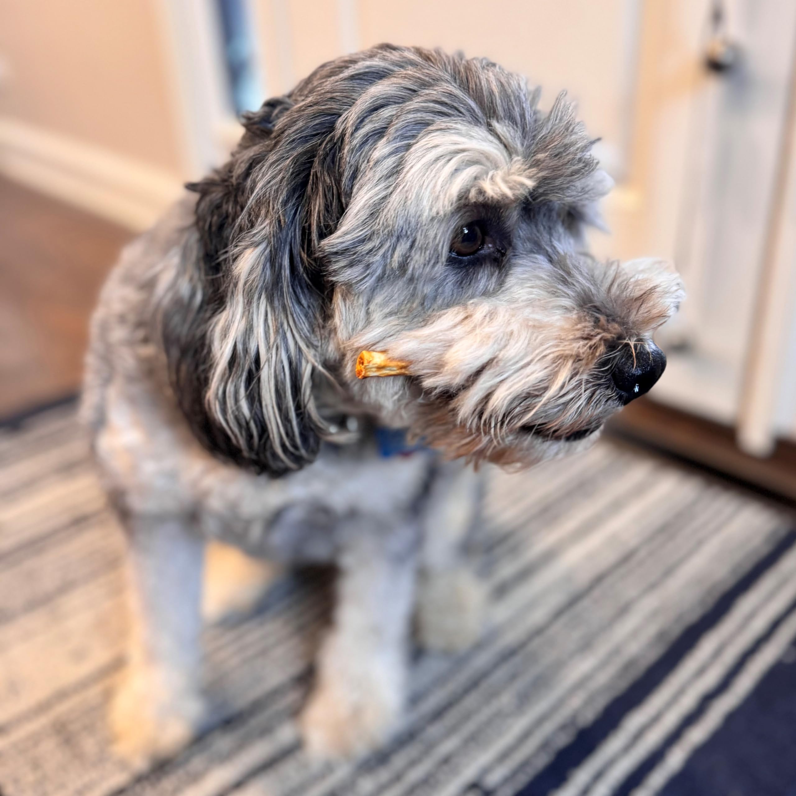 Fieldcrest Farms Nothin to Hide Mini Holiday Candy Cane Chicken Flavor Dog Chews, Rawhide-Free, Easily Digestible, Long-Lasting