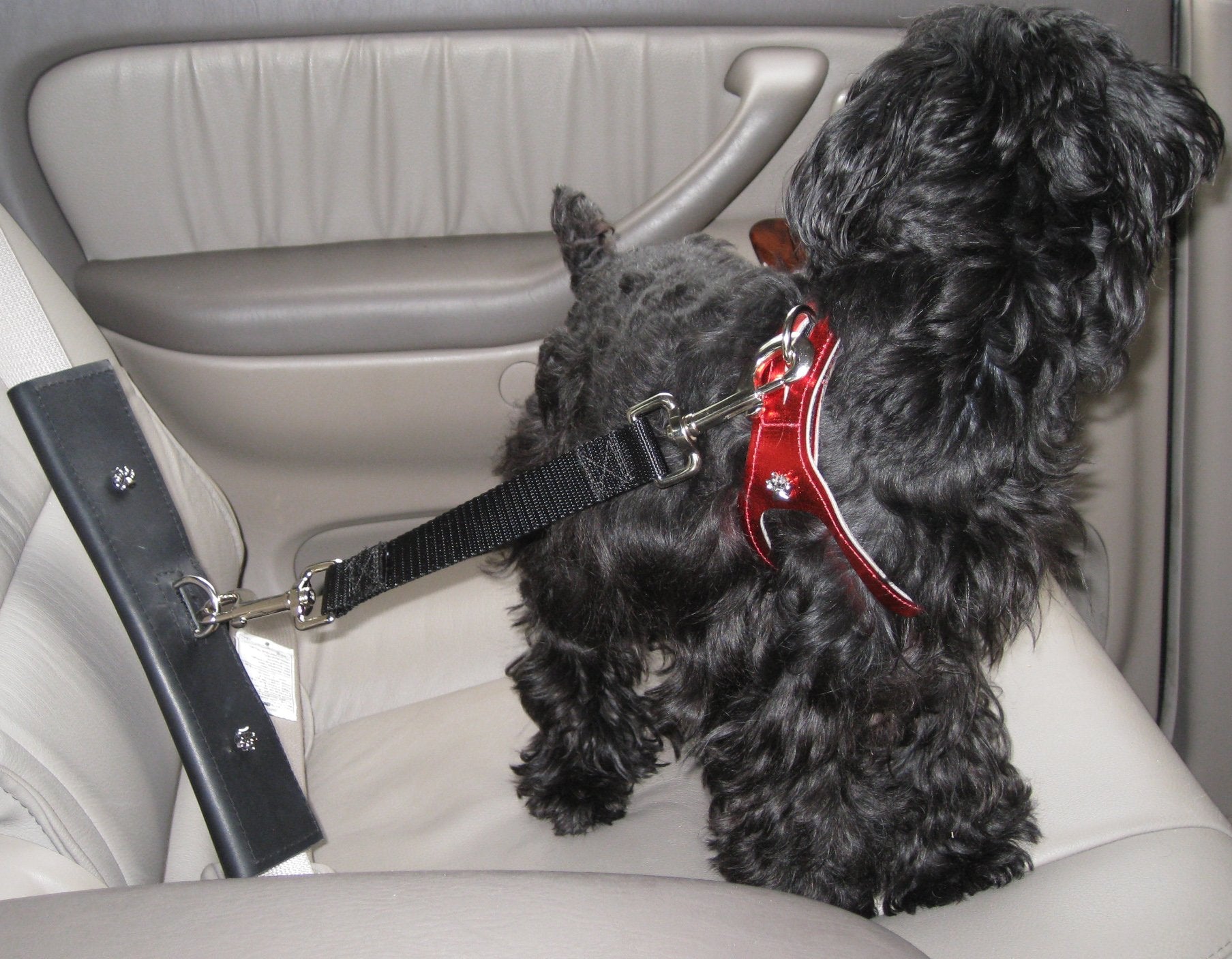 PawRider Tether Pet Leash, Black