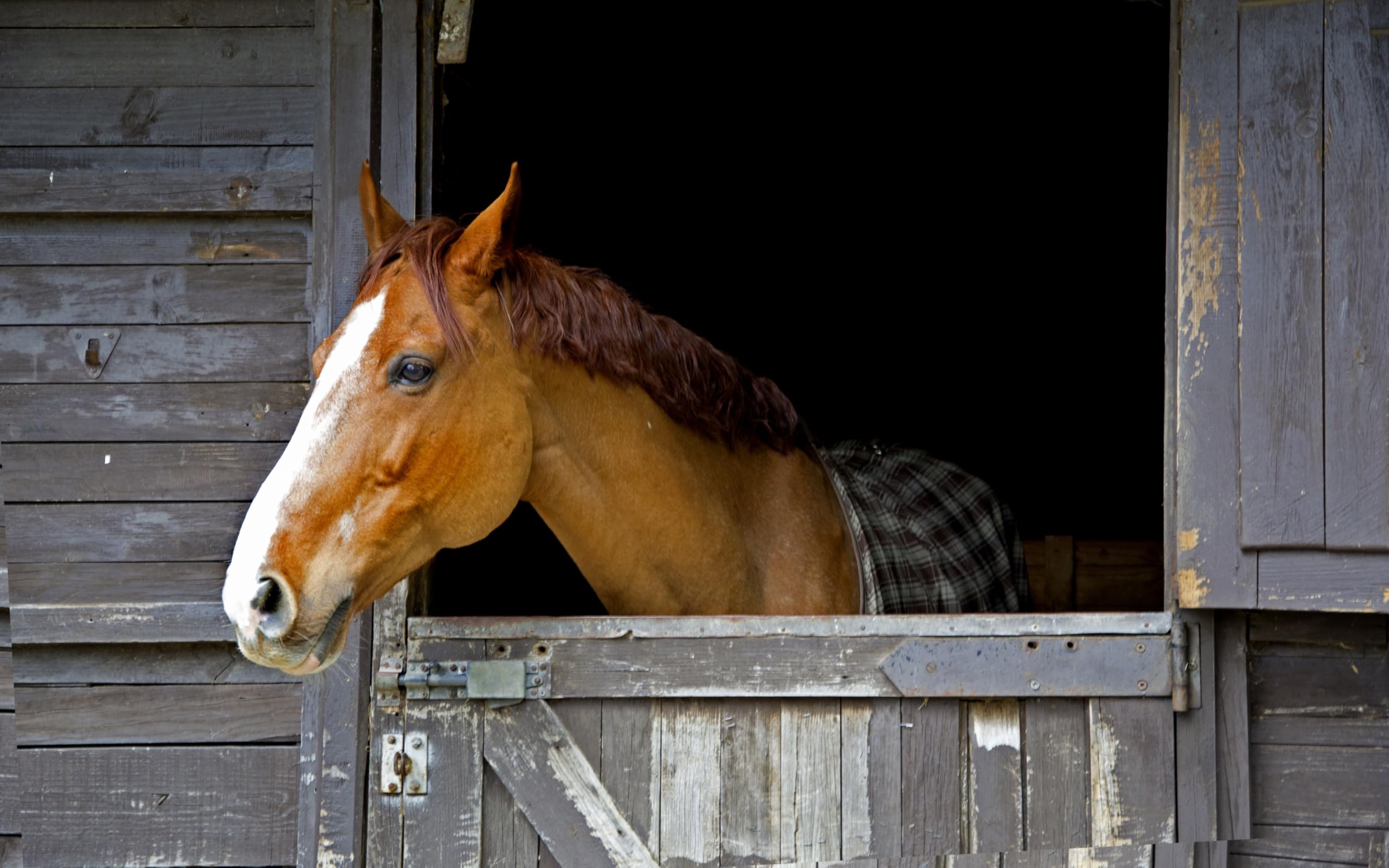 Sweet Pdz Horse Stall Refresher Powder, Stall Refresher Odor Eliminator, Horse Stall Odor Eliminator, 35 Lbs
