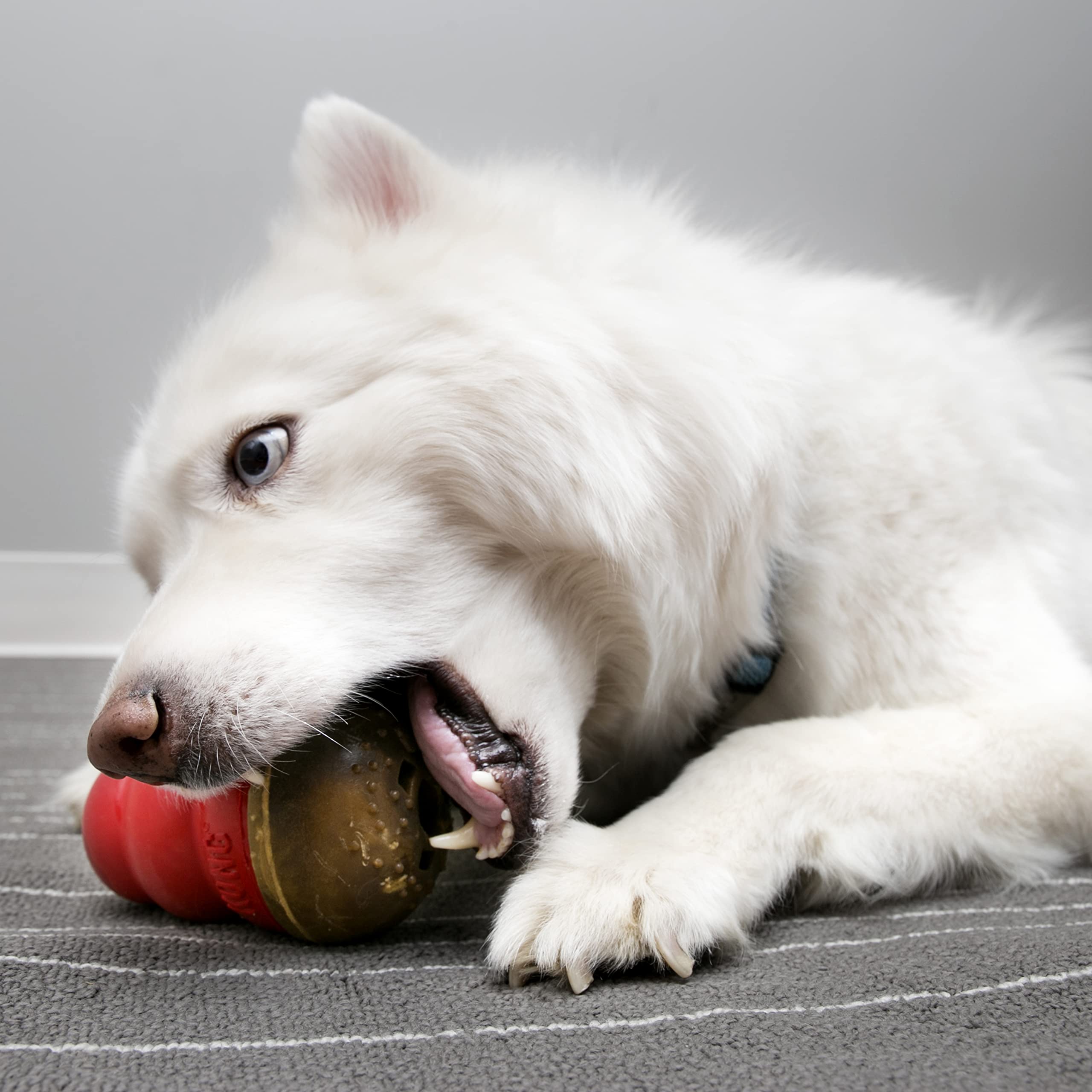 KONG Marathon - Pet Supplies for Training & Playtime - Healthy Dog Treat for KONG Dog Toys - For Large Dogs - Peanut Butter Flav