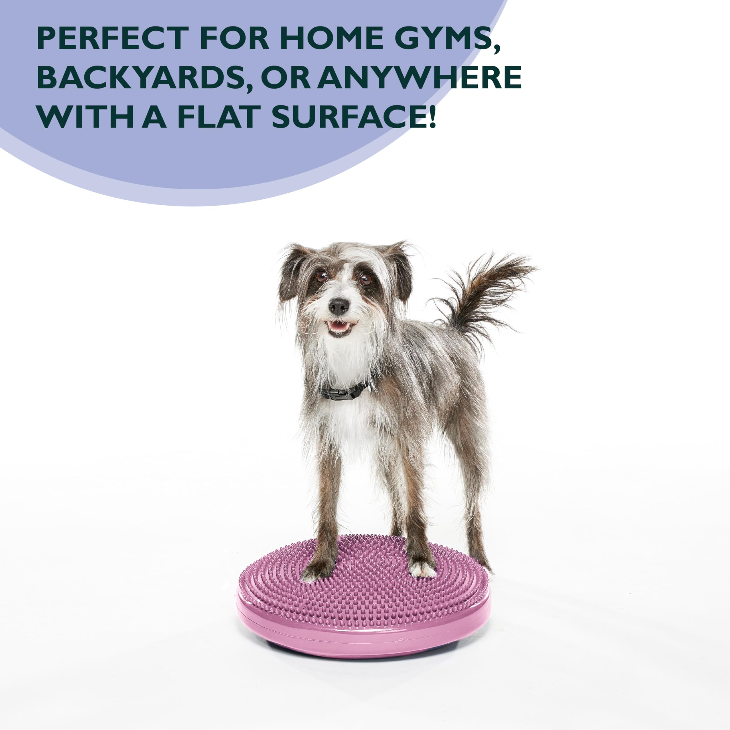 Fitpaws® Dog Balance Disc - Razzleberry, 14' | Dog Exercise Equipment | Workout Tool For Strength, Core, Stability & Rehabilitation