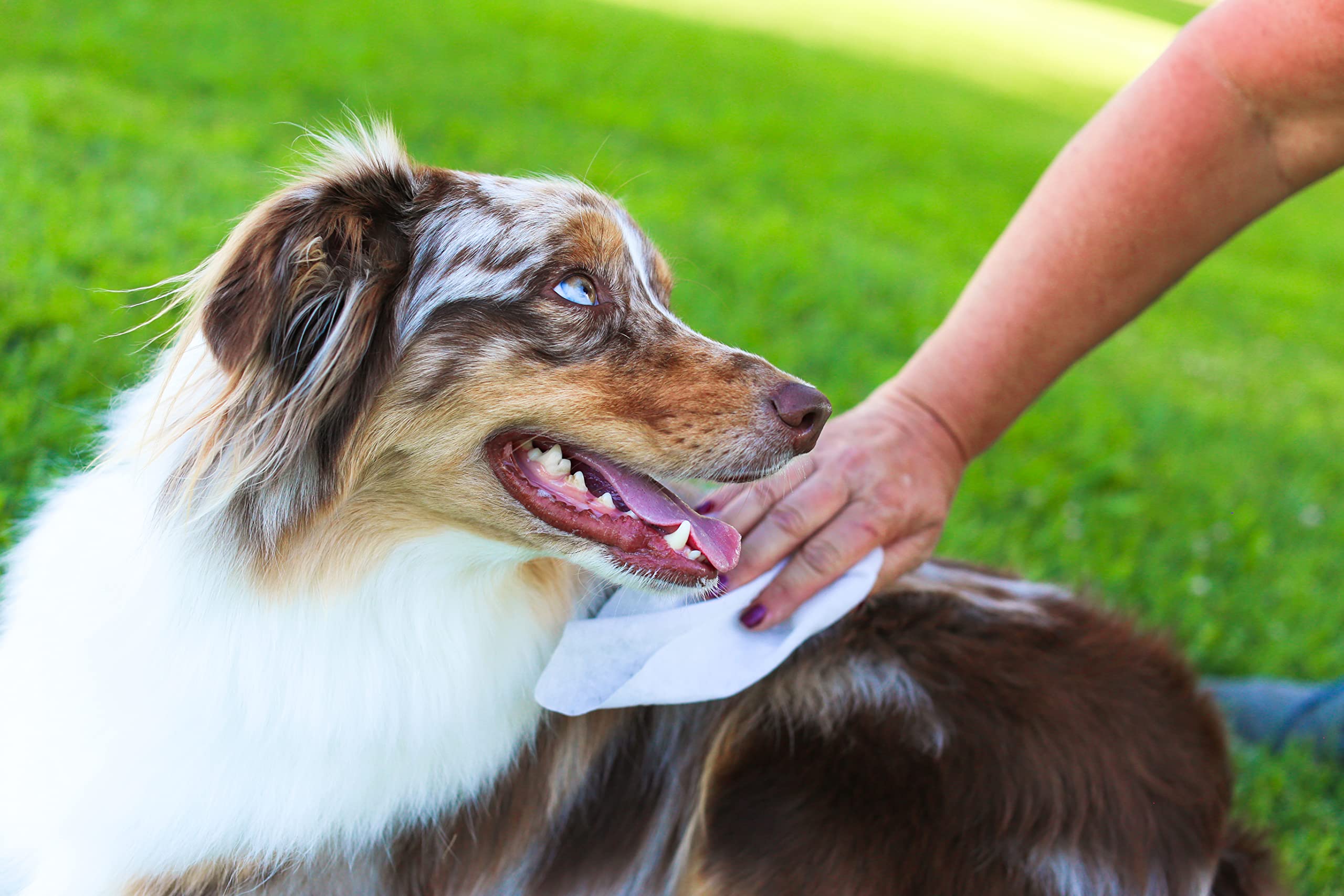 Earthbath Dog Grooming Wipes - Dog Wipes For Paws And Butt, Pet Wipes For Dogs & Cats, Helps Itchy & Dry Skin -Fragrance Free, 100 Count (1 Pack)