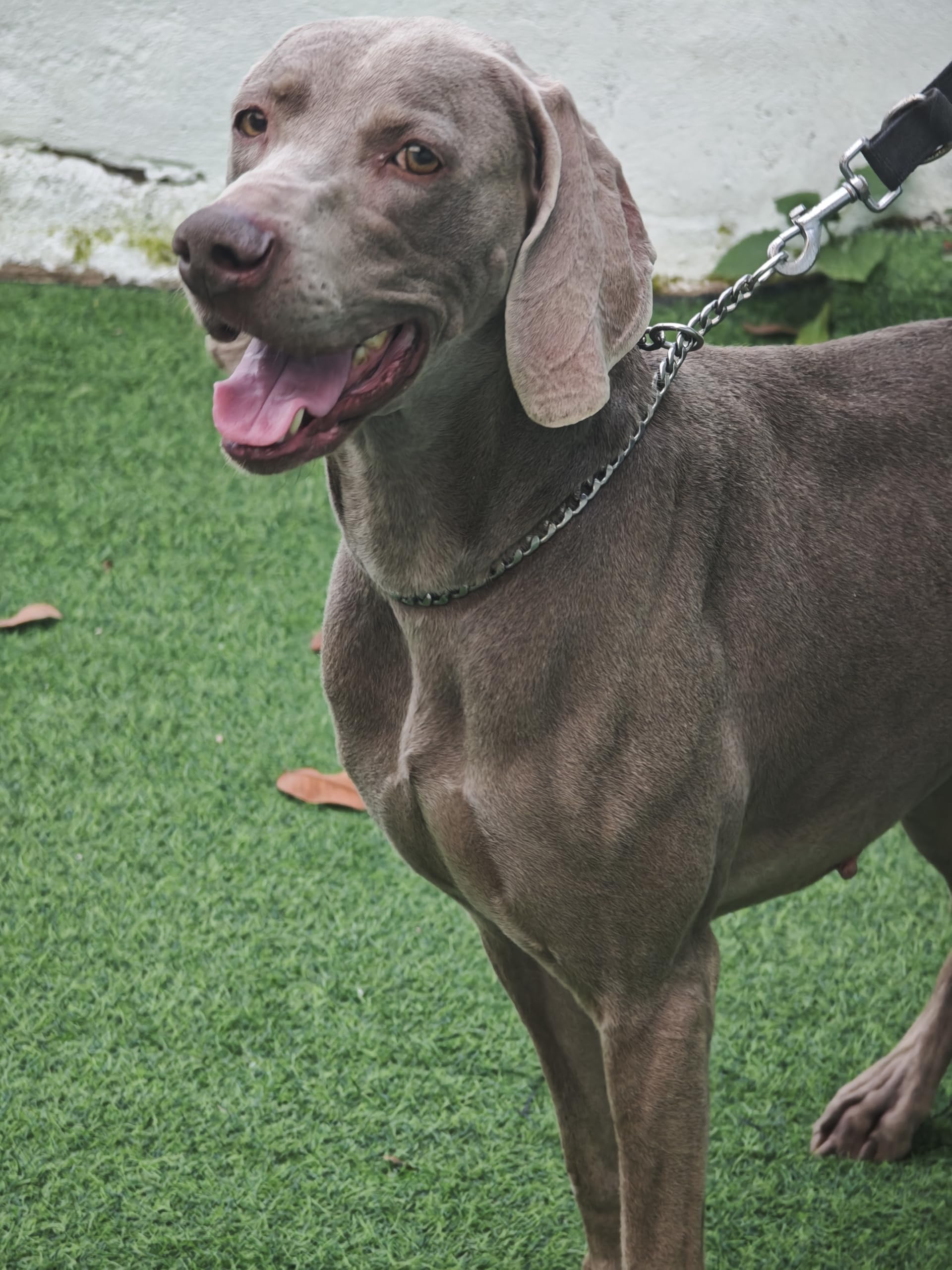 Azinoo Slip P Chain Collar, 304 Stainless Steel Training Choke Collar For Small Medium Large Dogs 24 In, 3.5 Mm (Neck 19''~21'')