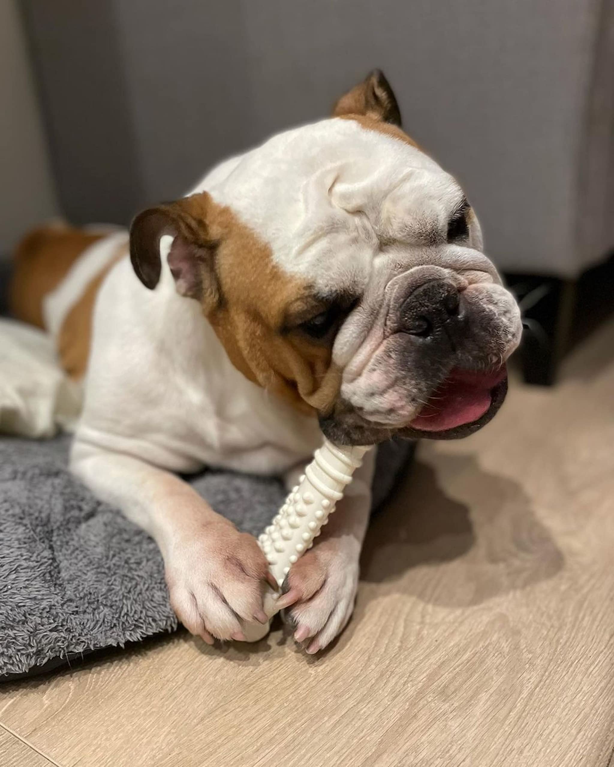 Nylabone Dura Chew Chicken Bone - Souper