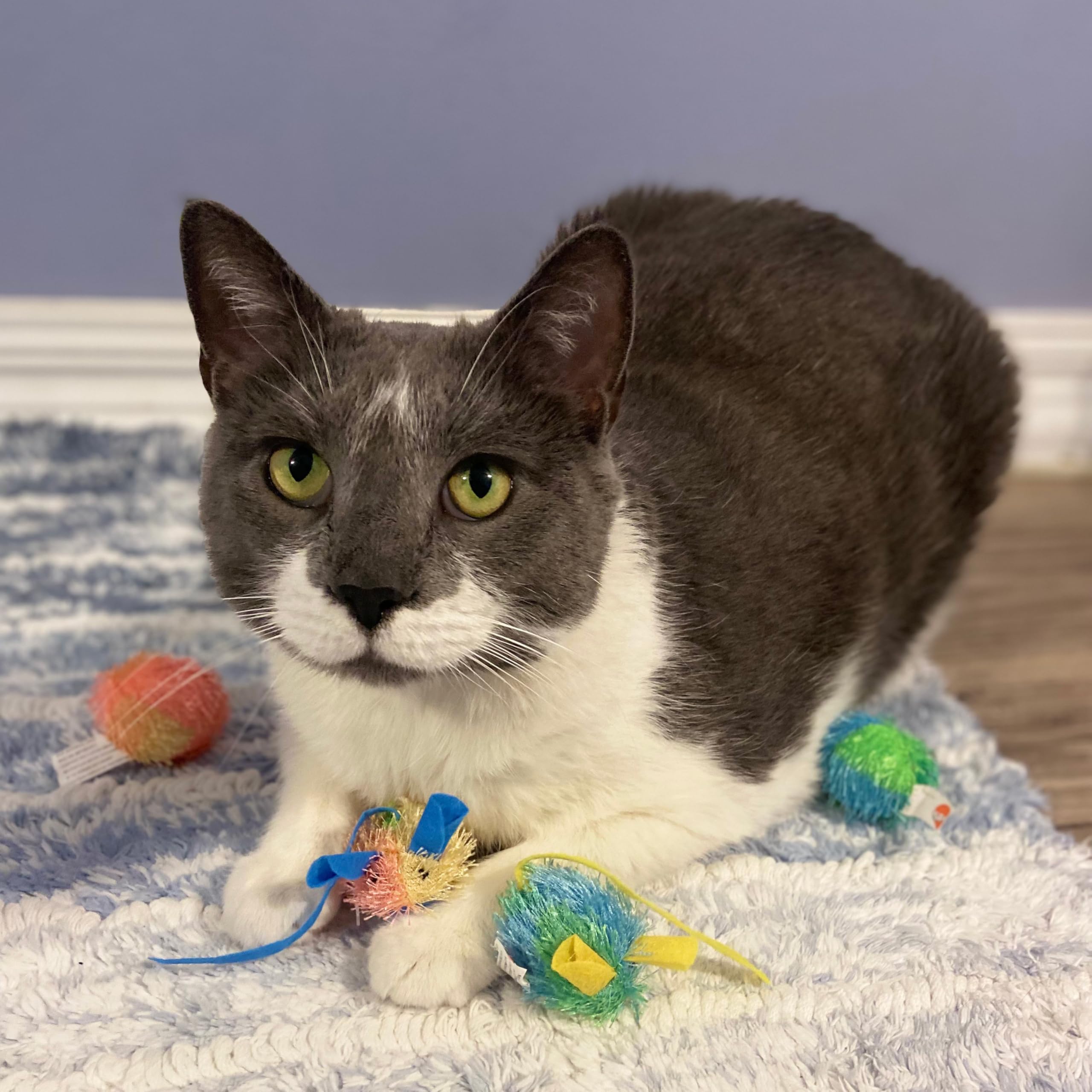 SPOT Stringy Mice & Balls - Catnip Cat Toys, Interactive, Colorful Plush Toys, Fun for Cats and Kittens to Bat and Chase, Boredo