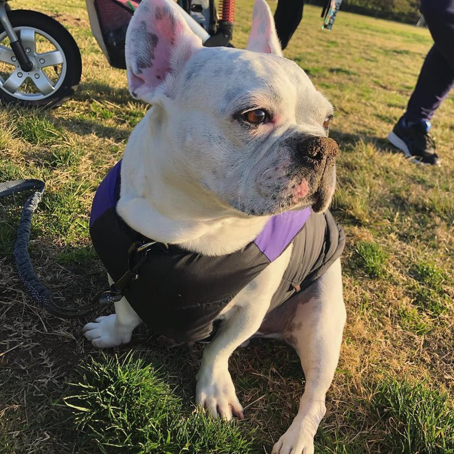 Gooby Padded Vest Dog Jacket - Purple, Small - Warm Zip Up Dog Vest Fleece Jacket With Dual D Ring Leash - Winter Water Resistant Small Dog Sweater - Dog Clothes For Small Dogs Boy And Medium Dogs