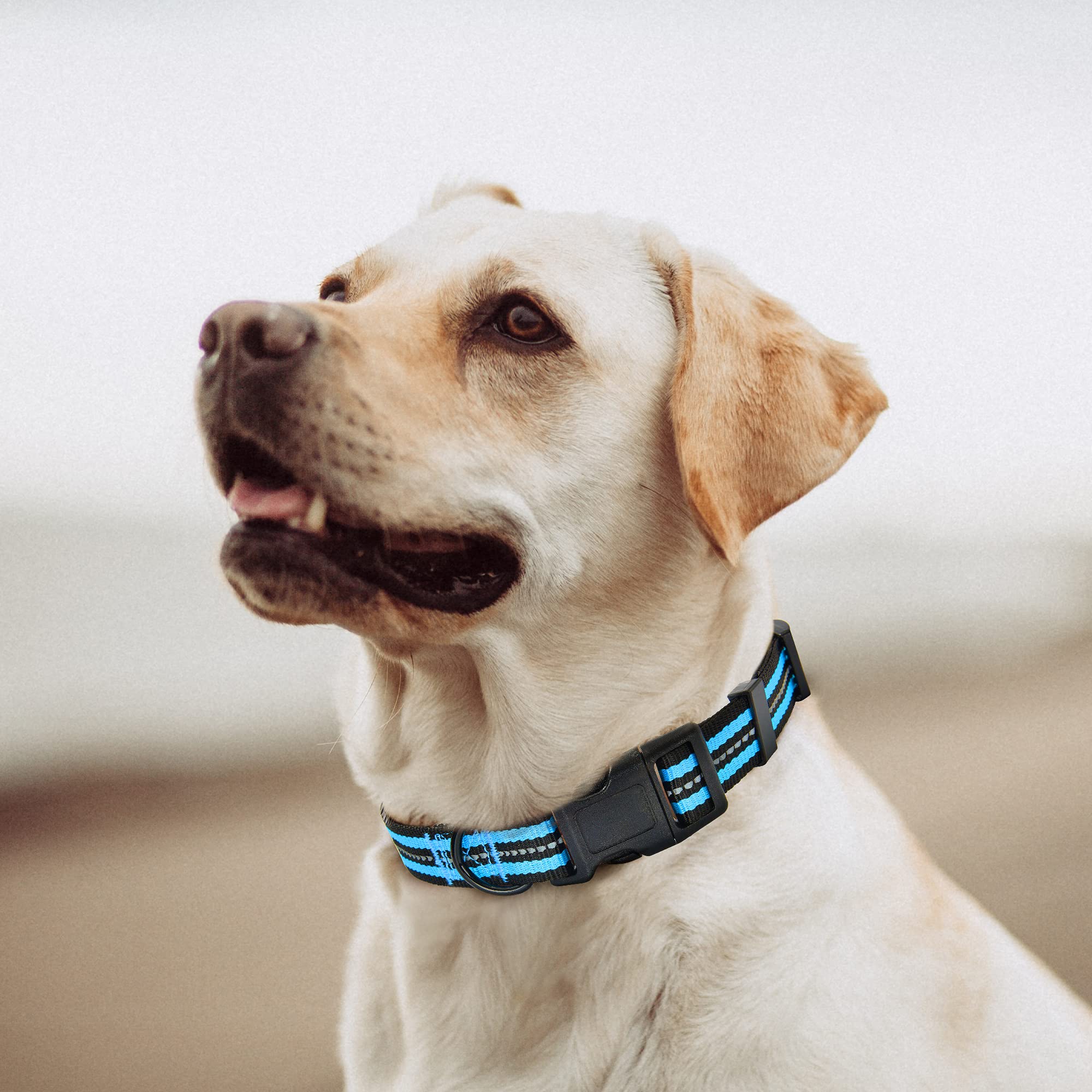 Mile High Life Reflective Dog Collar | Nylon Pet Collars Wiith Buckle | Light Weight Puppy Collars | Light Blue Dog Collars For