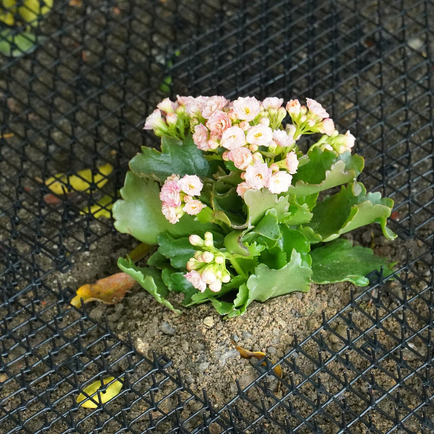 Pomeat Cat Scat Mat 15 PCS with Spikes, 16x12'', Plastic, Black, Cat Deterrent for Outdoor and Indoor Use, Model LCNEMIJDA1