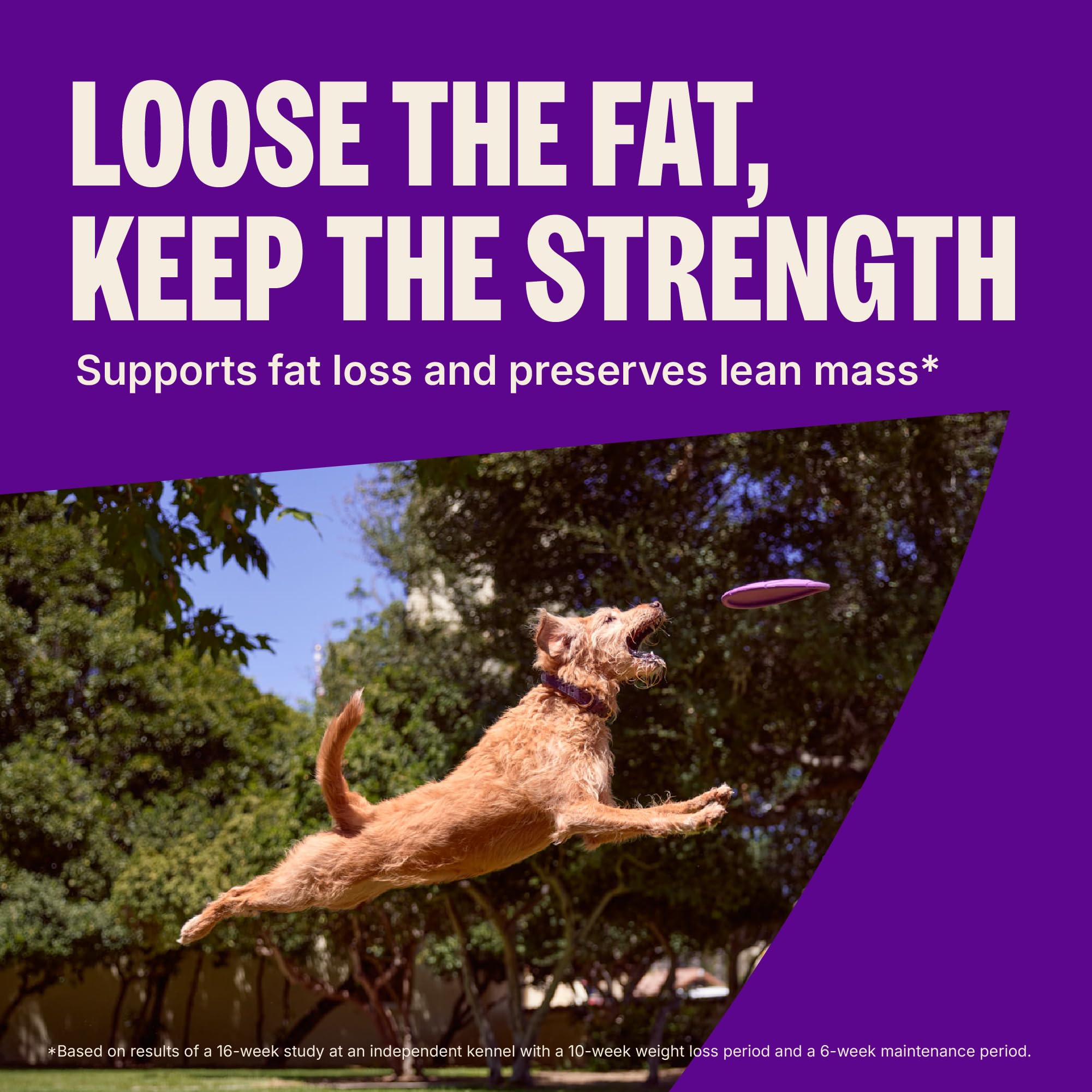 Wellness CORE Grain-Free High-Protein Dry Dog Food, Natural Ingredients, Made in USA with Real Meat, All Breeds, For Adult Dogs