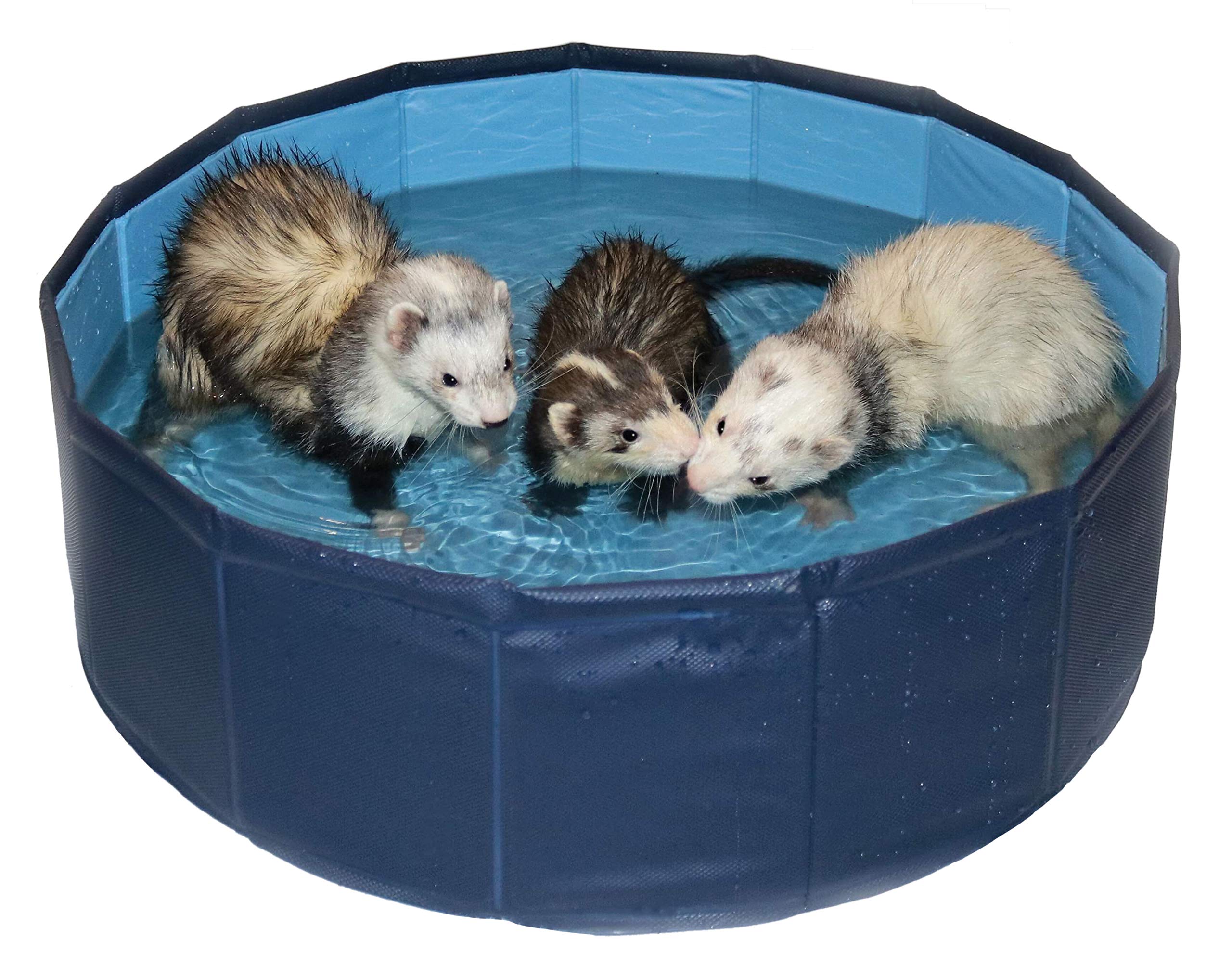 Ferret Swimming Pool