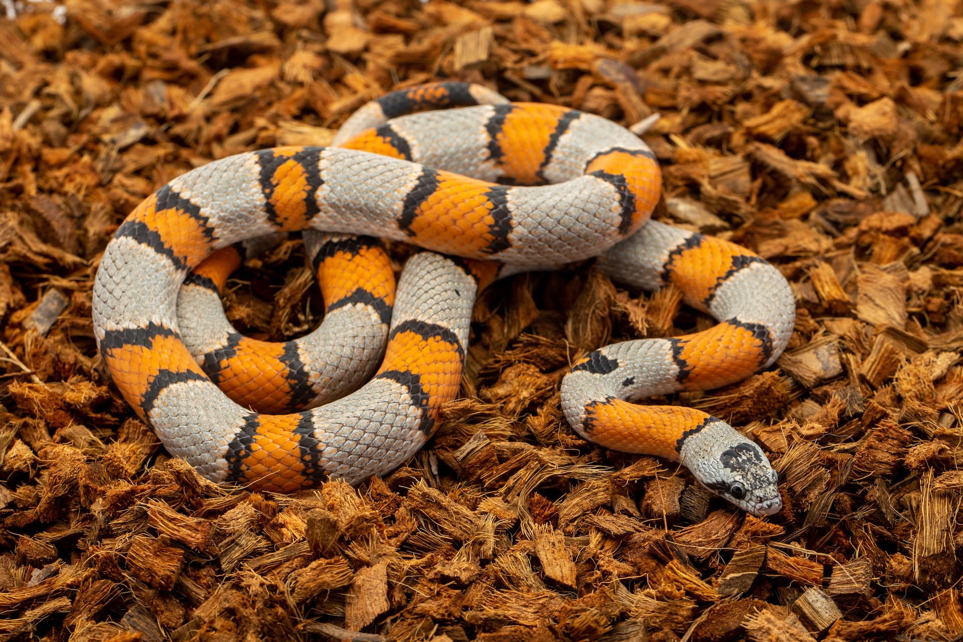 Reptichip Coconut Chip Bedding 72 Quart Block for Snakes, Turtles, Tortoises - Organic Coco Husk Substrate, Model f-606