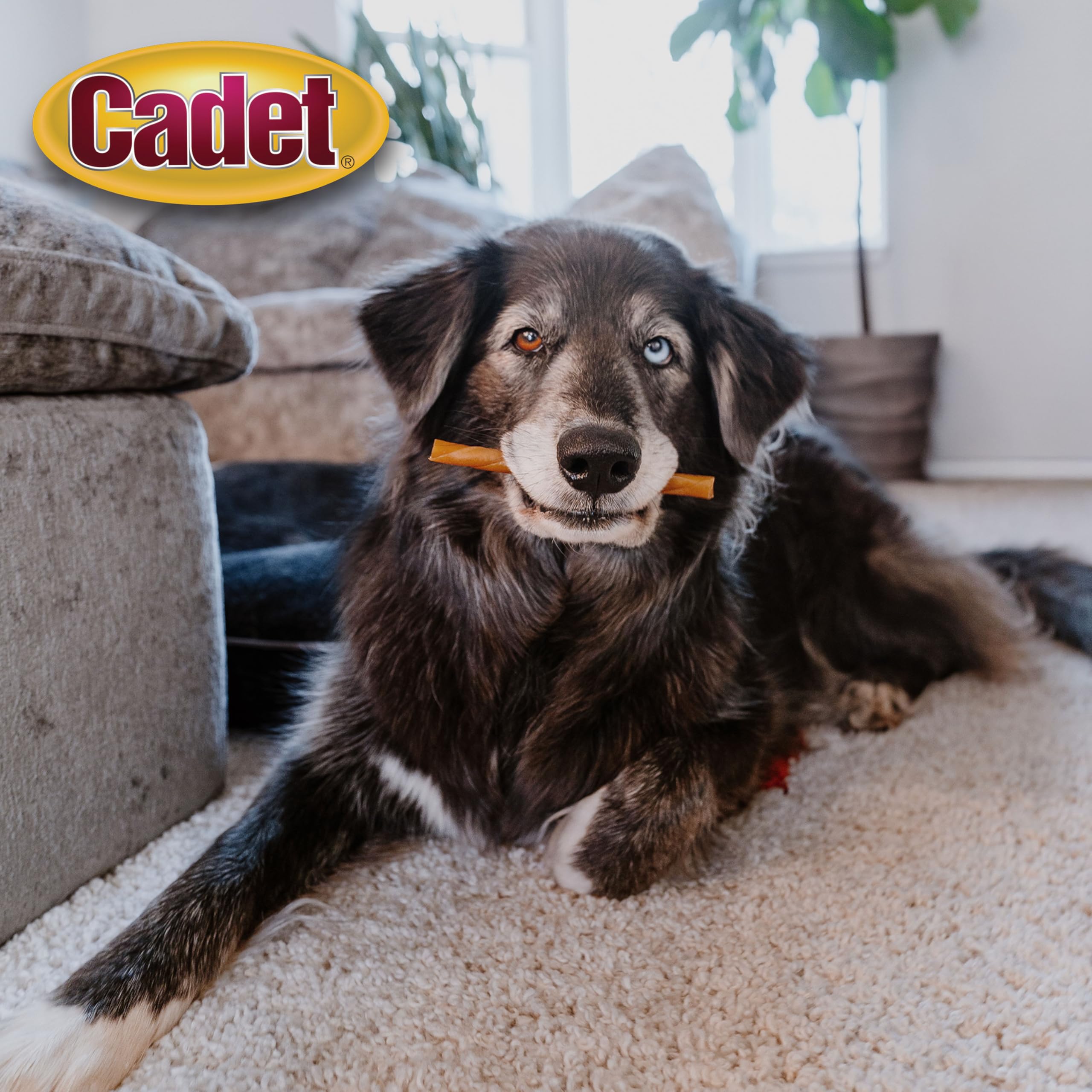 Cadet Chewalicious Classic Chewy Twists with Real Peanut Butter, Rawhide-Free Healthy Dog Chews, Limited-Ingredient & Long-Lasti