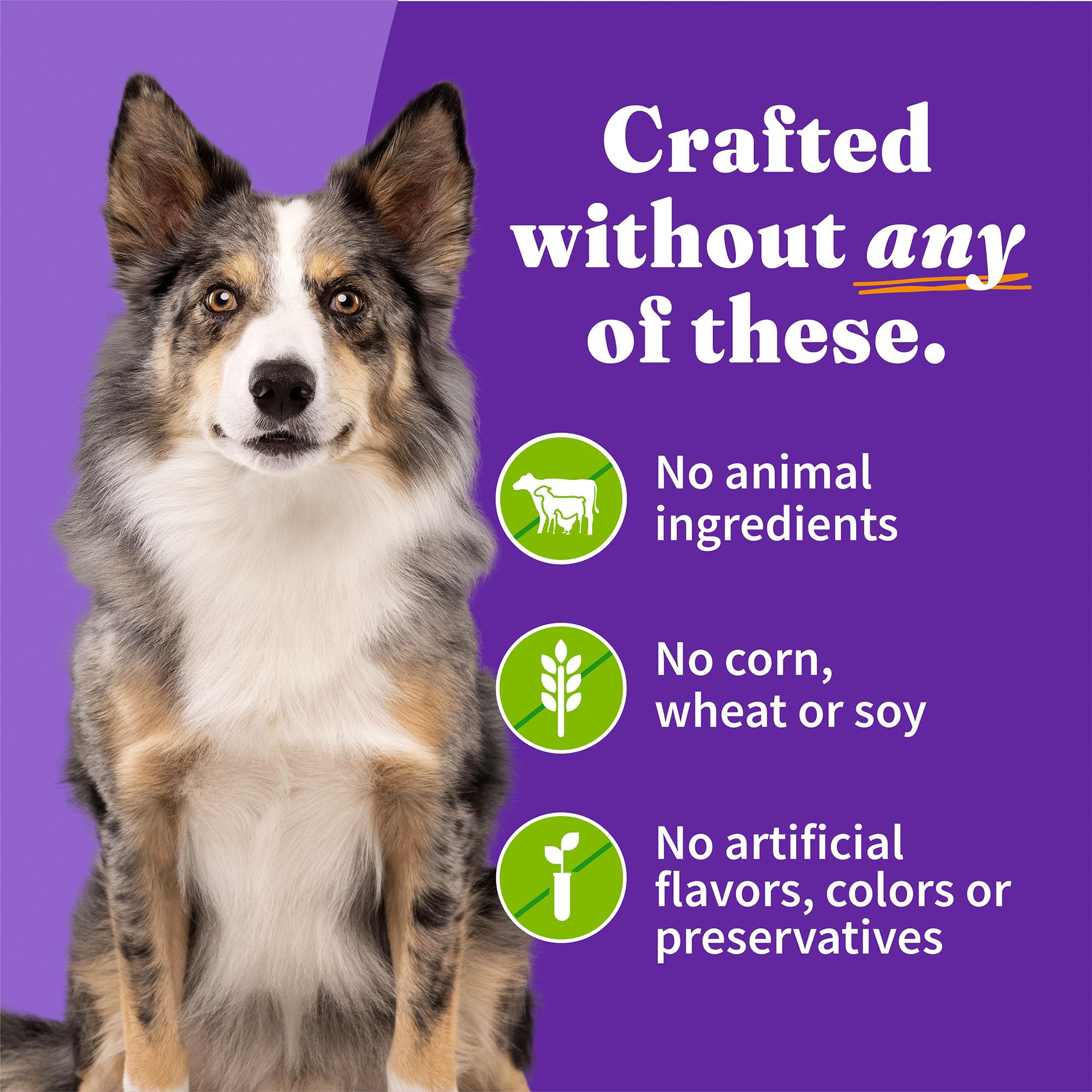 Halo Holistic Vegan Wet Dog Food, Plant-Based Recipe, Canned Dog Food, Complete Digestive Health, Adult Dogs, 13 Oz Can (Pack of