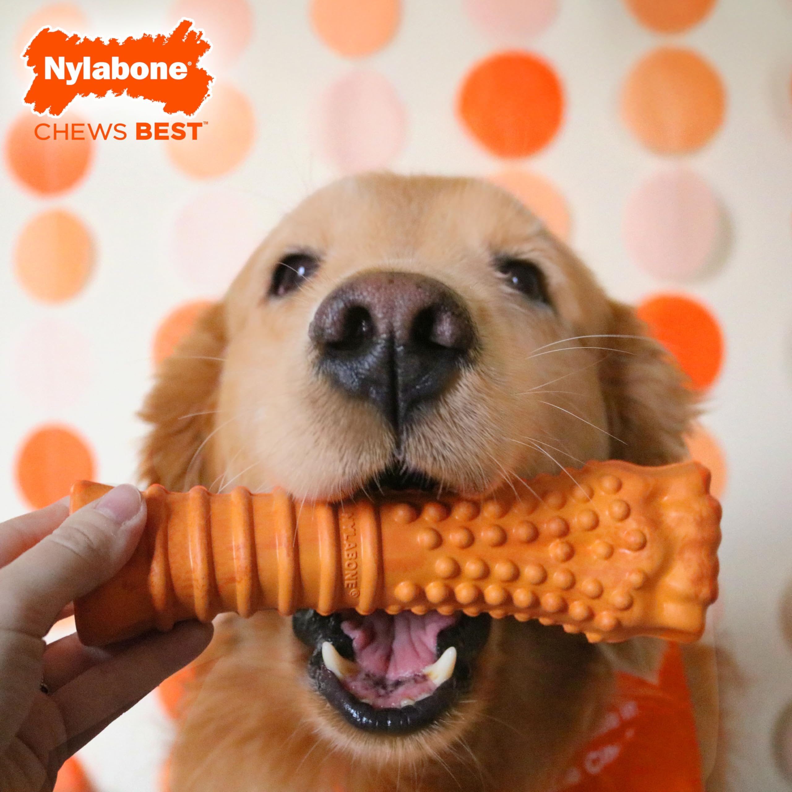 Nylabone Limited Edition 70th Birthday Textured Knuckle Bone Strong Chew Toy for Dogs, Rubber Dog Toys for Moderate & Aggressive