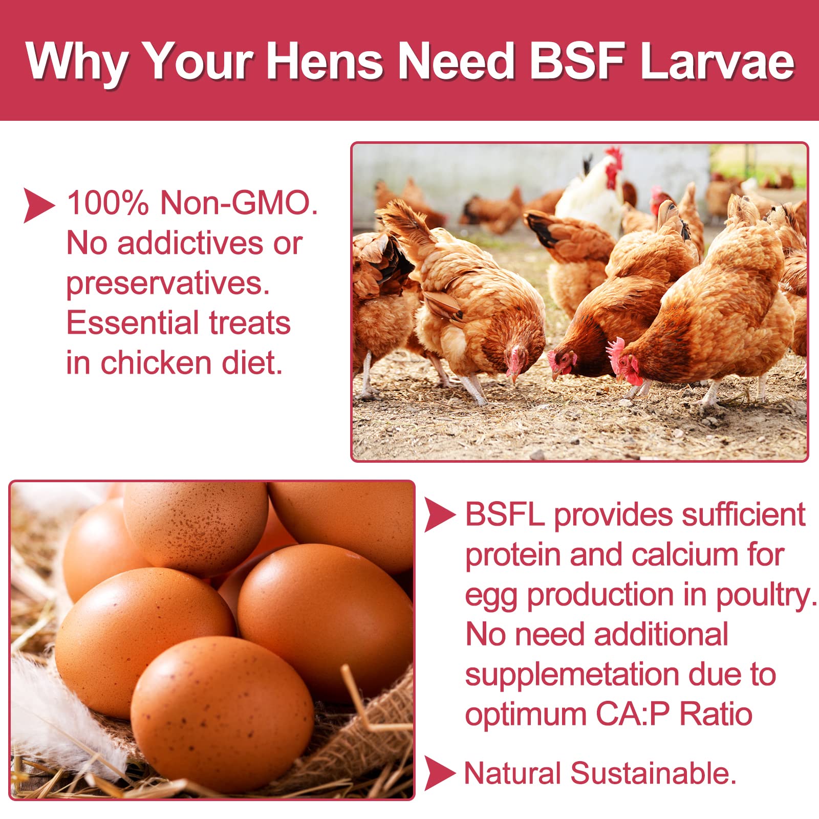 DE AVILA Dried Black Soldier Fly Larvae 10LB - 100% Natural BSF Larvae for Chicken Feed - BSFL 85X More Calcium Than Mealworms -