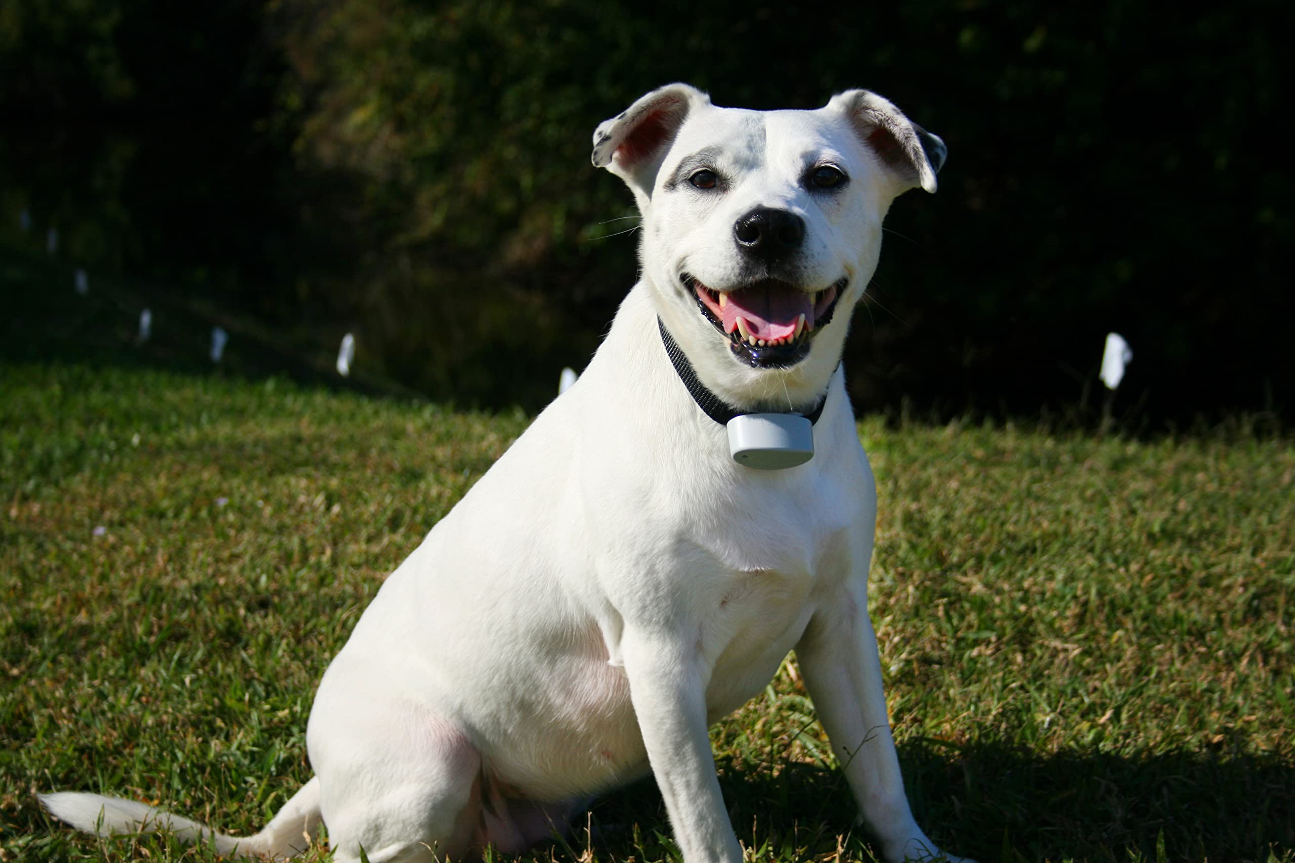 Perimeter Technology - R21 Invisible Fence Compatible Dog Collar - 7K Frequency