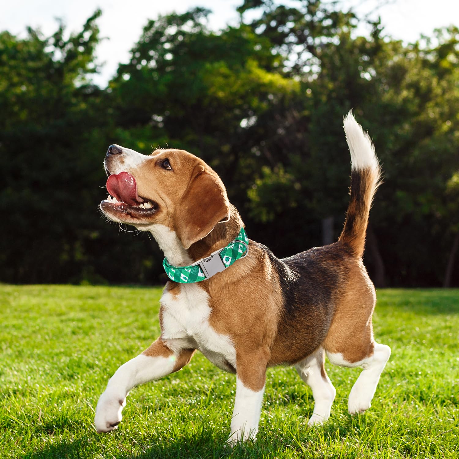 Maca Bates St Patricks Day Dog Collar Irish Clover Dogs Collars Plaid Green Spring Adjustable Durable Saint Patrick'S Shamrock S