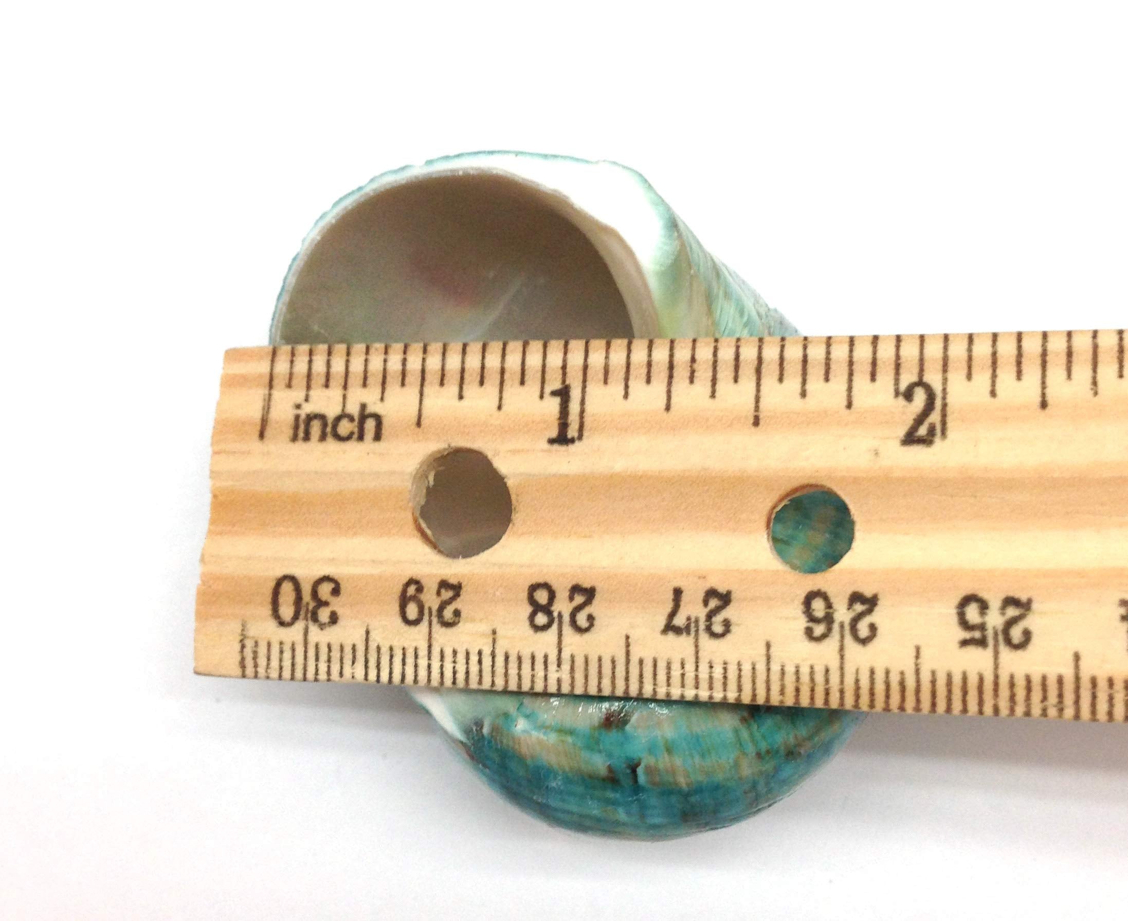 Pepperlonely 2 Pc Natural Large Hermit Crab Shells, Green Blue Gade Turbo, 2-1/2 Inch ~ 3 Inch