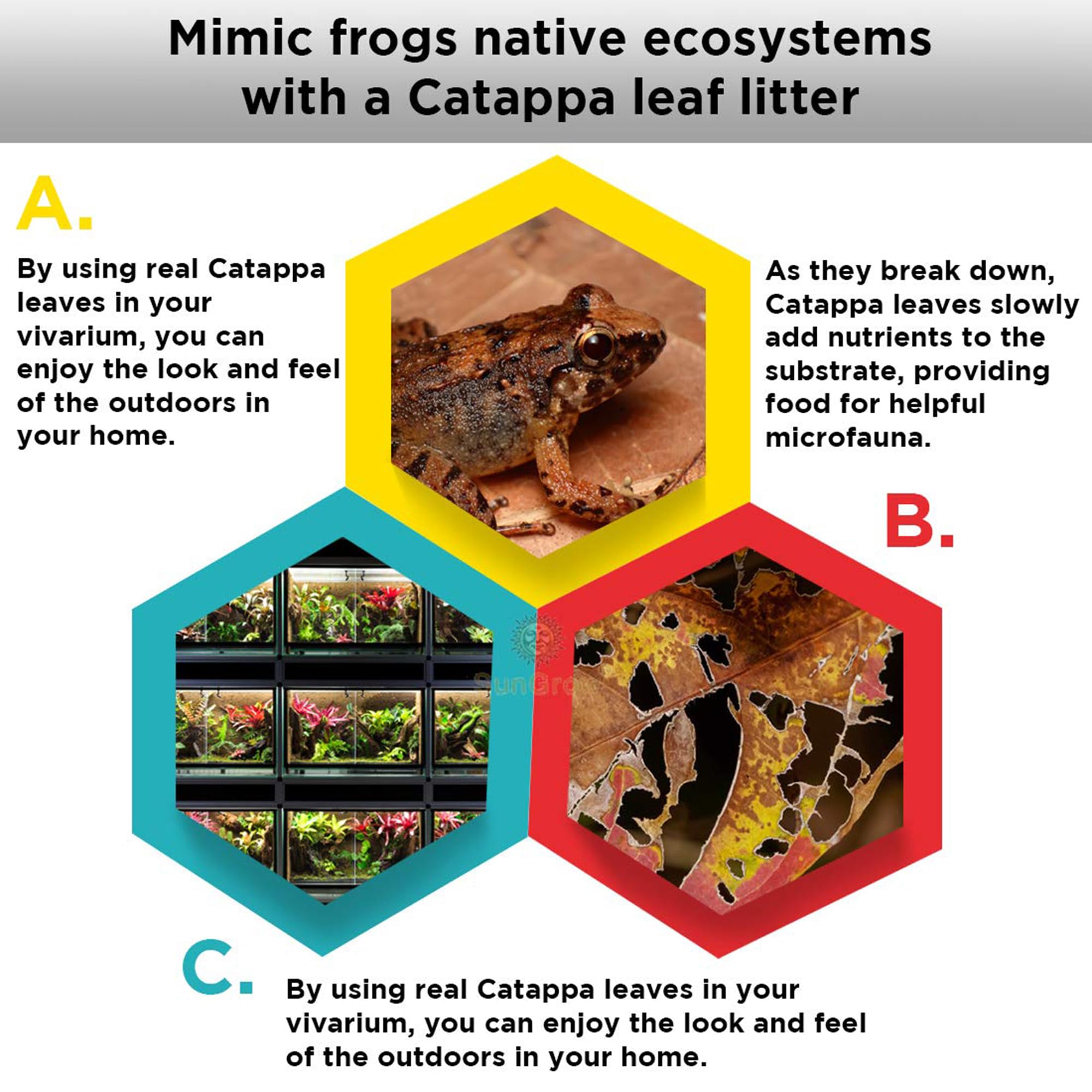 Sungrow Dwarf Frog Mini Catappa Leaves (50 Pc) - Tannin Helps Remove Ammonia, Lower Ph - Leaf Litter Indian Almond Leaves, Aquar