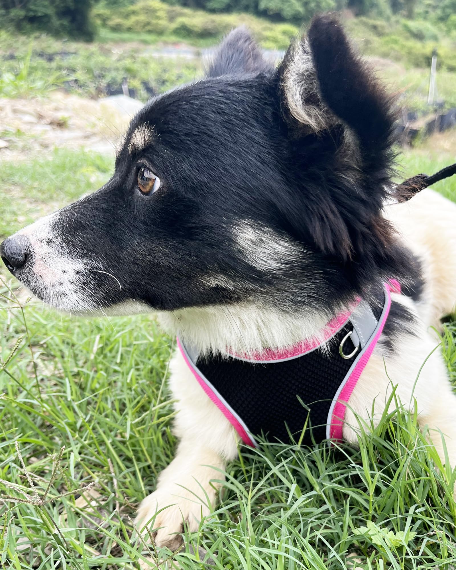 Aecllcea Small Dog Harness And Leash Set - Puppy Training Vest, Black, Xxs