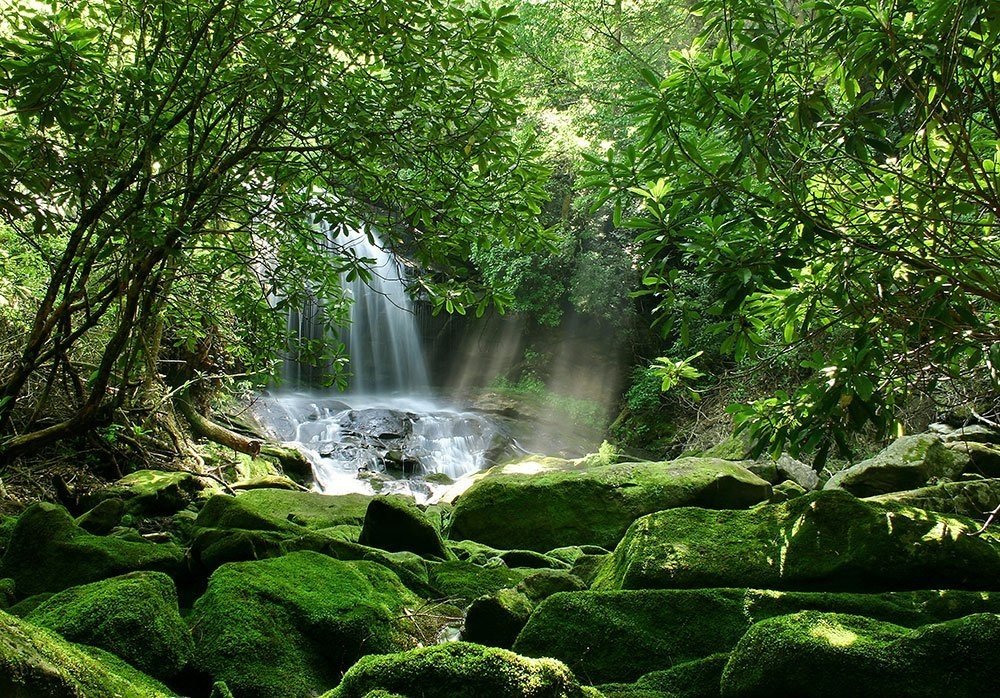 Reptile Habitat, Terrarium Background,Sunny Green Trees With Waterfall & Mossy Rock (Various Sizes) (18'' H X 48'' W)