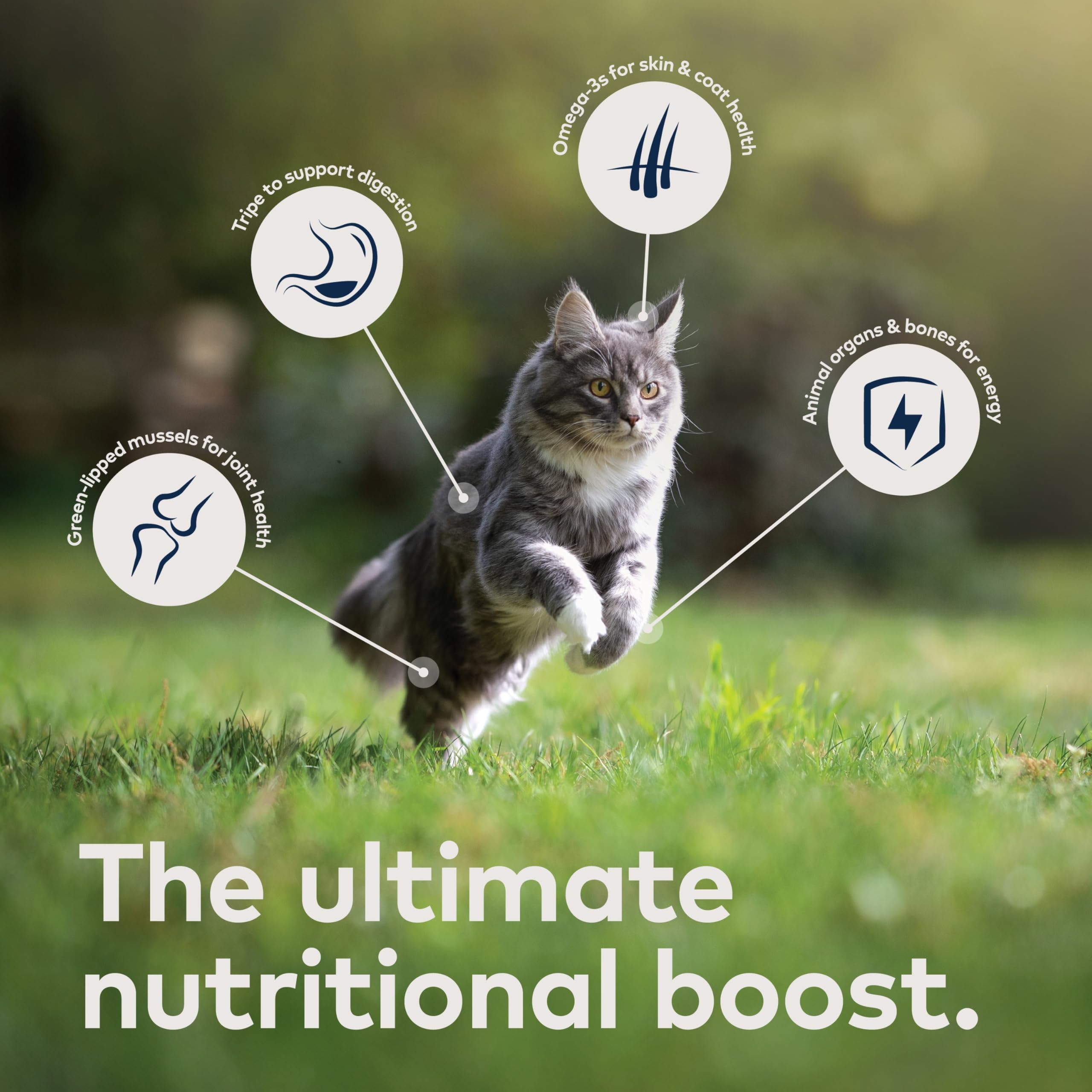 ZIWI Peak Canned Wet Cat Food - All Natural, High Protein, Grain Free, Limited Ingredient, with Superfoods (Venison, Case of 12,