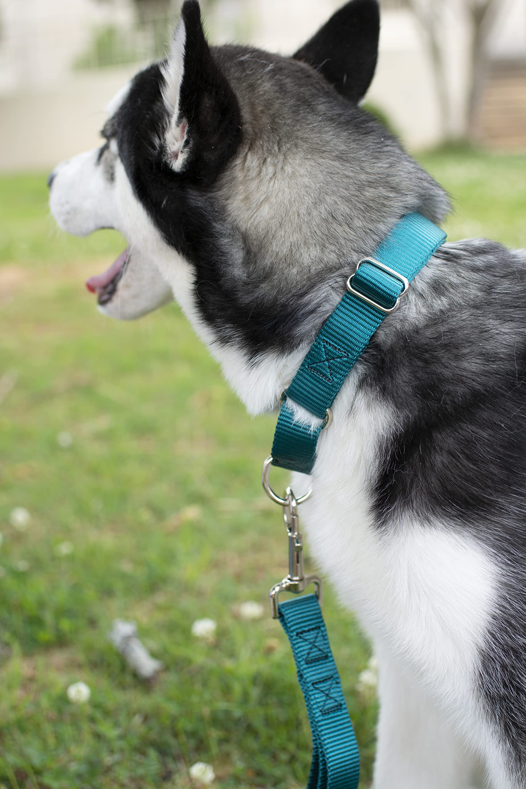 Country Brook Petz - Teal Martingale Heavy Duty Nylon Dog Collar - 21 Vibrant Color Options (1 Inch Width, Extra Large)