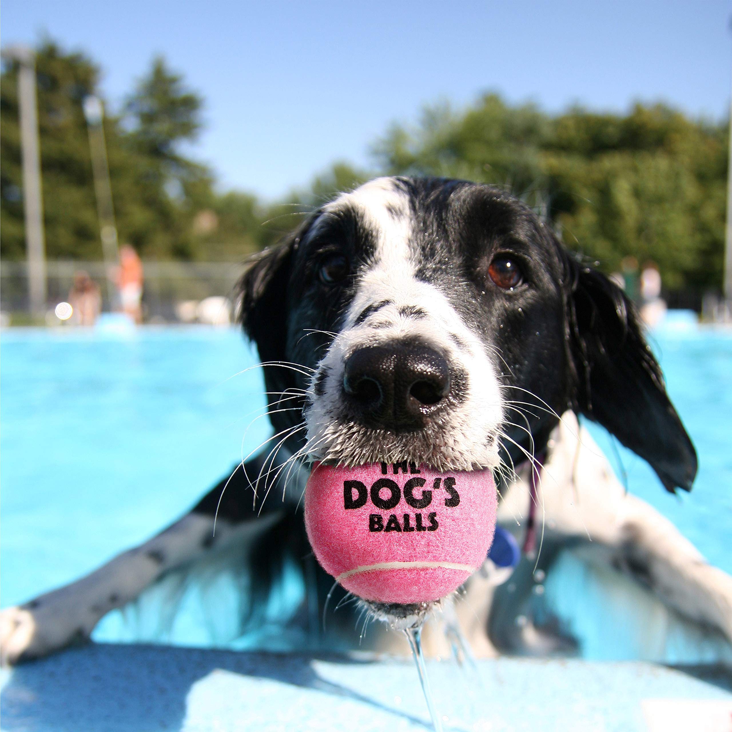 The Dog'S Balls, Dog Tennis Balls, 12-Pack Pink Dog Toy, Strong Dog & Puppy Ball For Training, Play, Exercise & Fetch