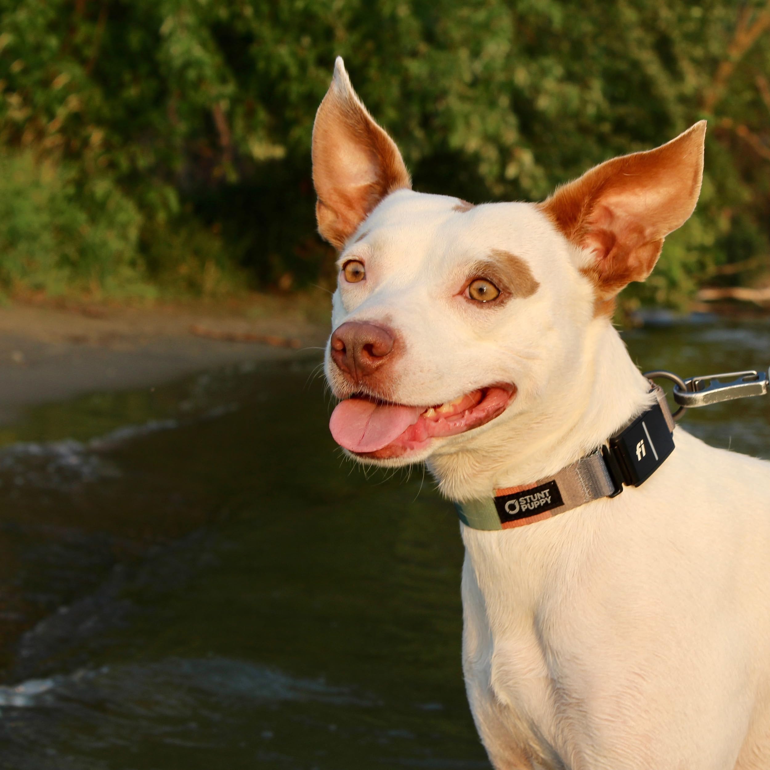 Stunt Puppy Dog Collar, Fi Series 3 Ready, Track, Medium - Compatible With Fi Gps Device (Not Included)